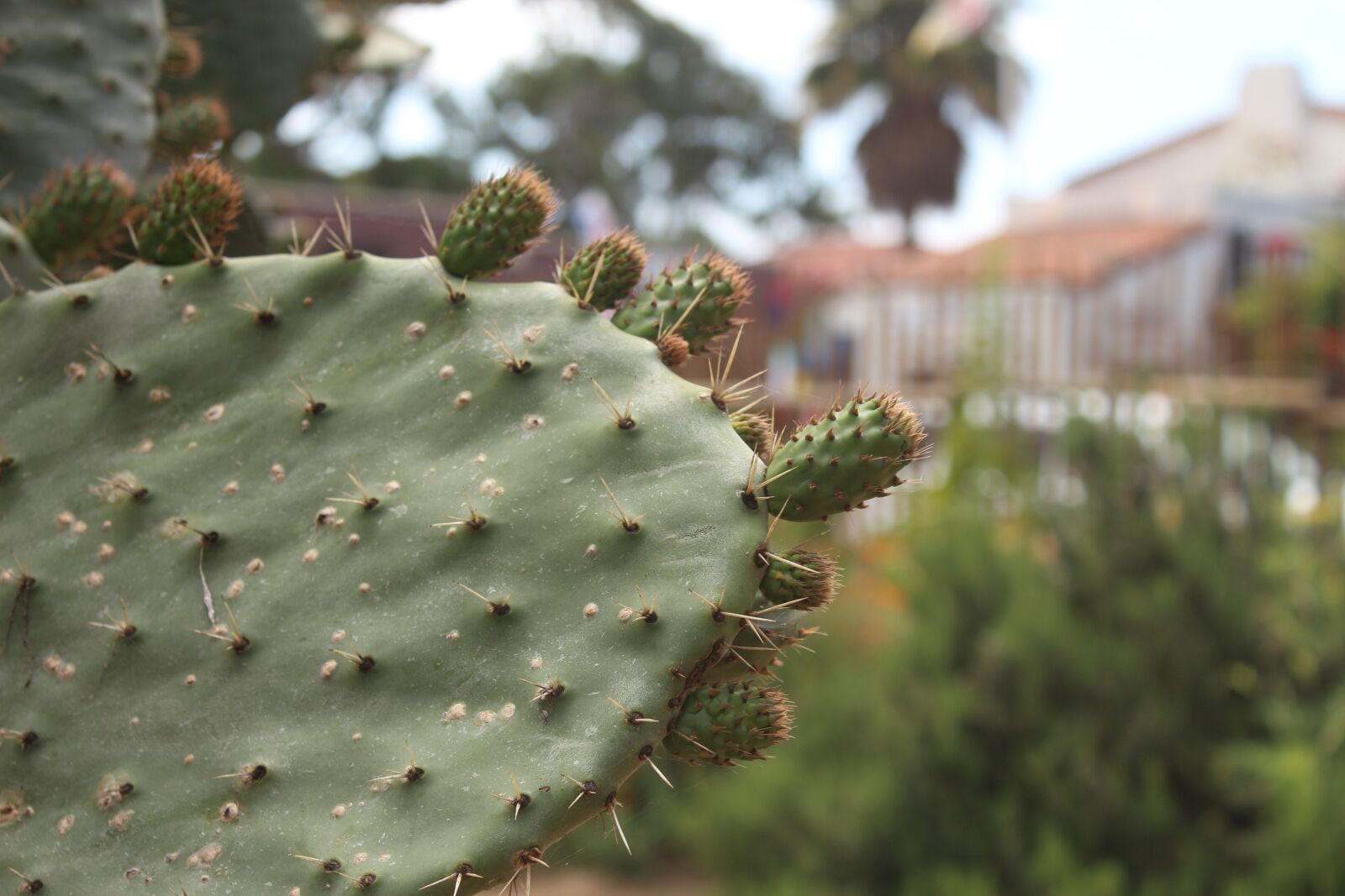 Canon EOS 650D (EOS Rebel T4i / EOS Kiss X6i) sample photo. Cactus, nature, desert photography
