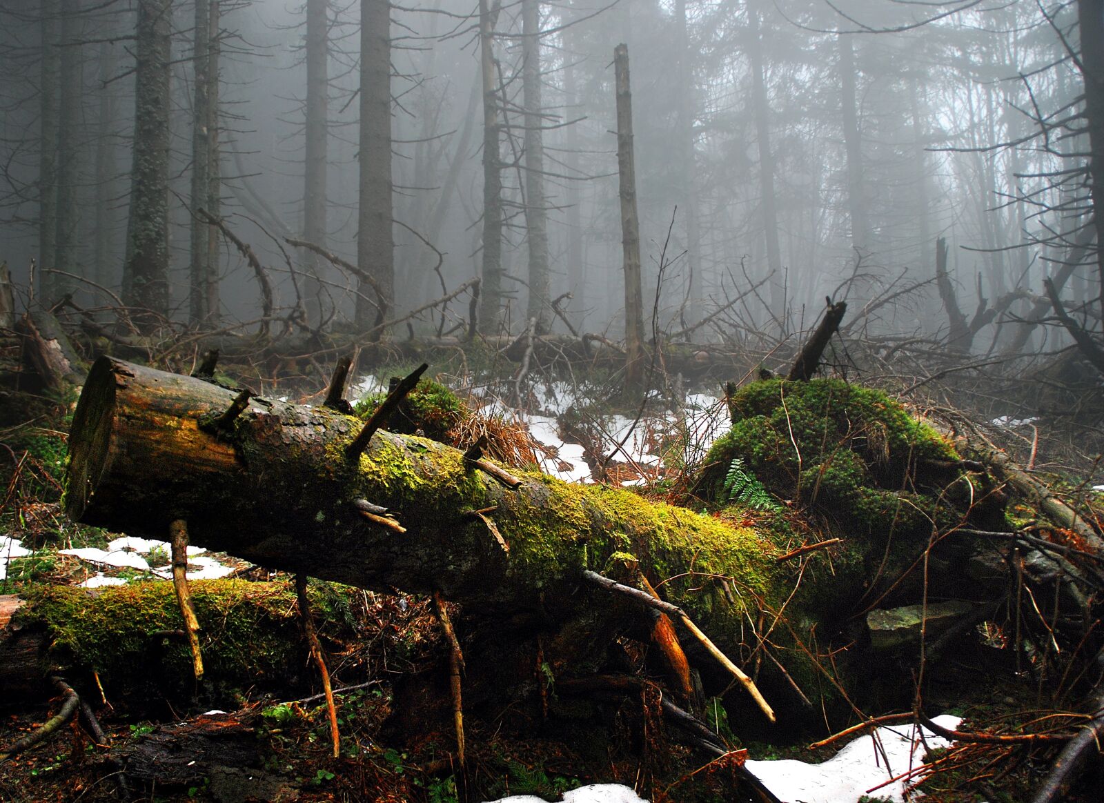Nikon D80 sample photo. Moss, tree, forest photography