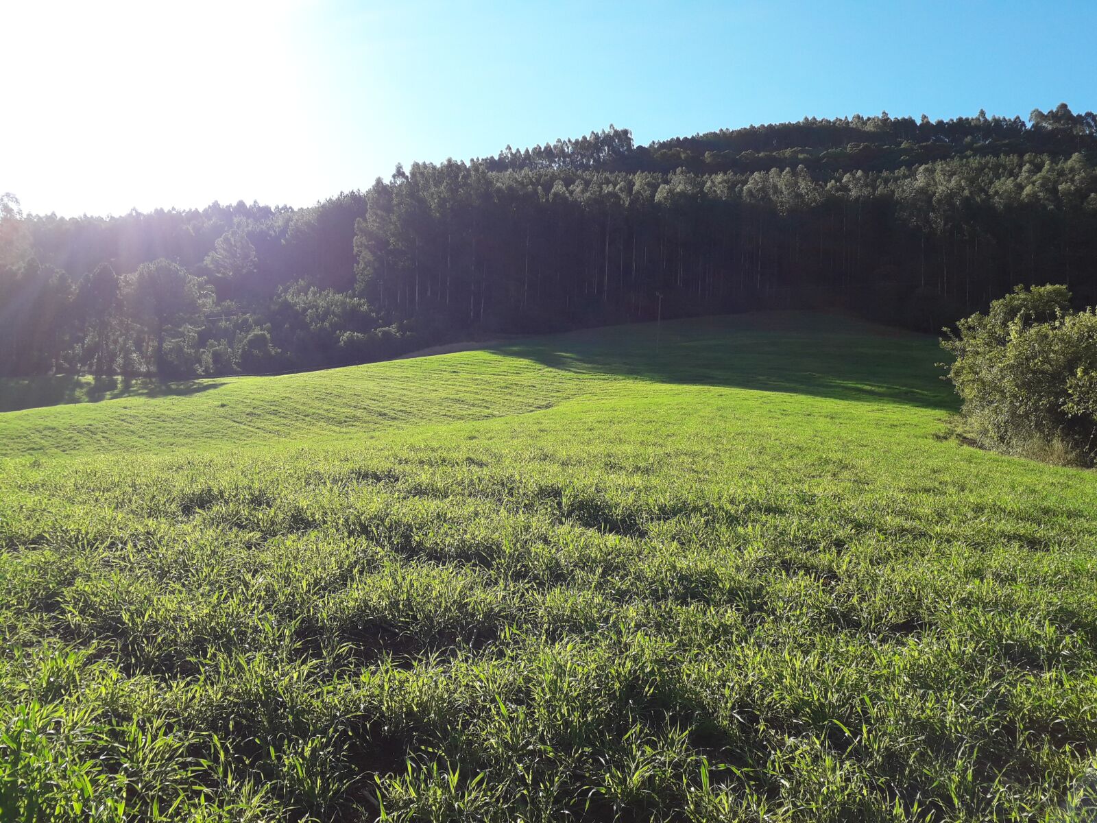 Samsung Galaxy J4 sample photo. Pasture, vegetation, the pasture photography
