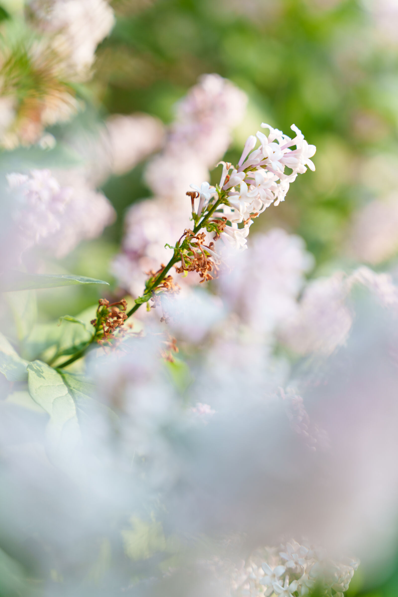 Sony a7R V sample photo. New flower bokeh photography