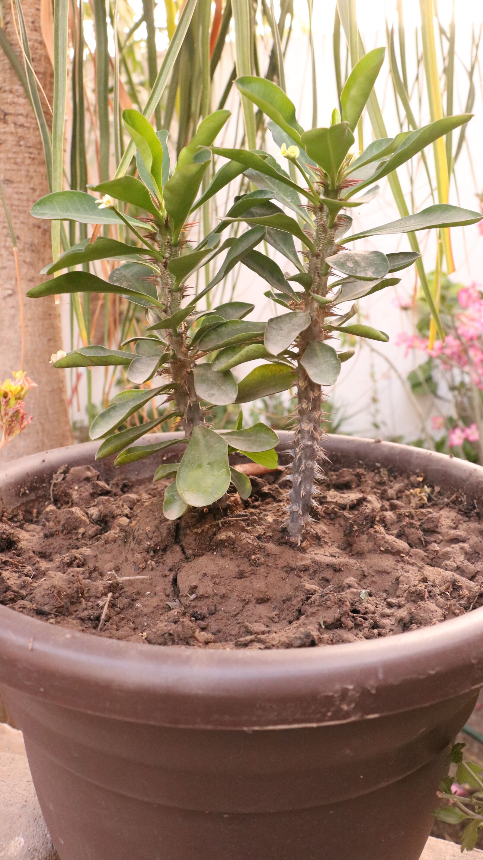 Canon EOS 750D (EOS Rebel T6i / EOS Kiss X8i) sample photo. Garden, plant, nature photography