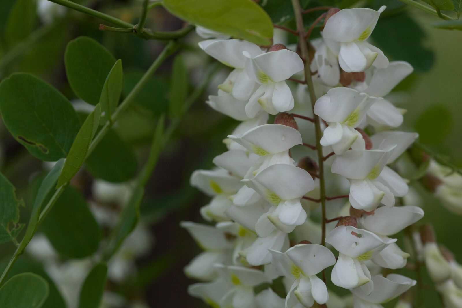 Canon EOS 5D Mark II sample photo. Black, locust, flowers photography