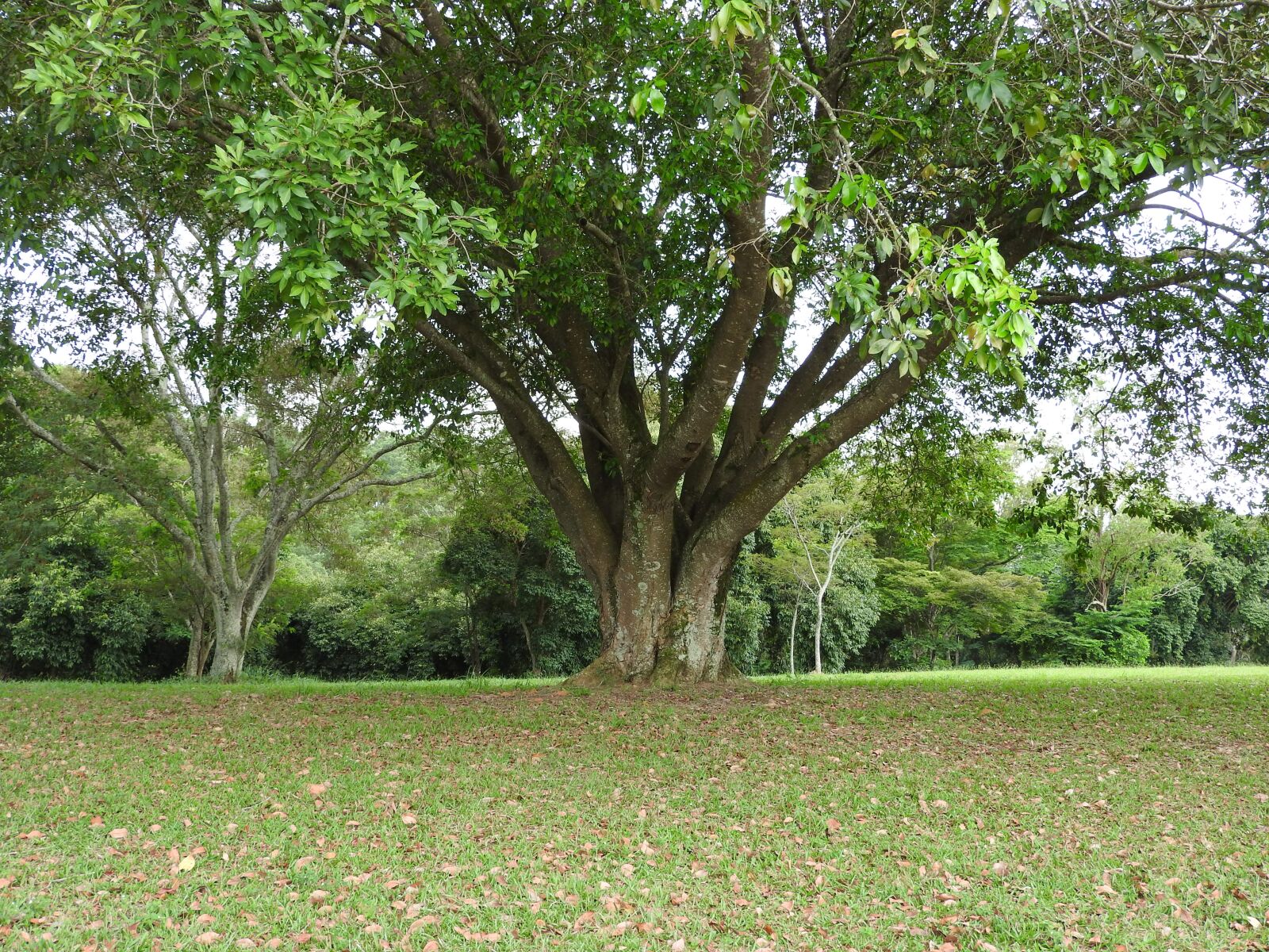 Nikon Coolpix P610 sample photo. Tree, garden, nature photography