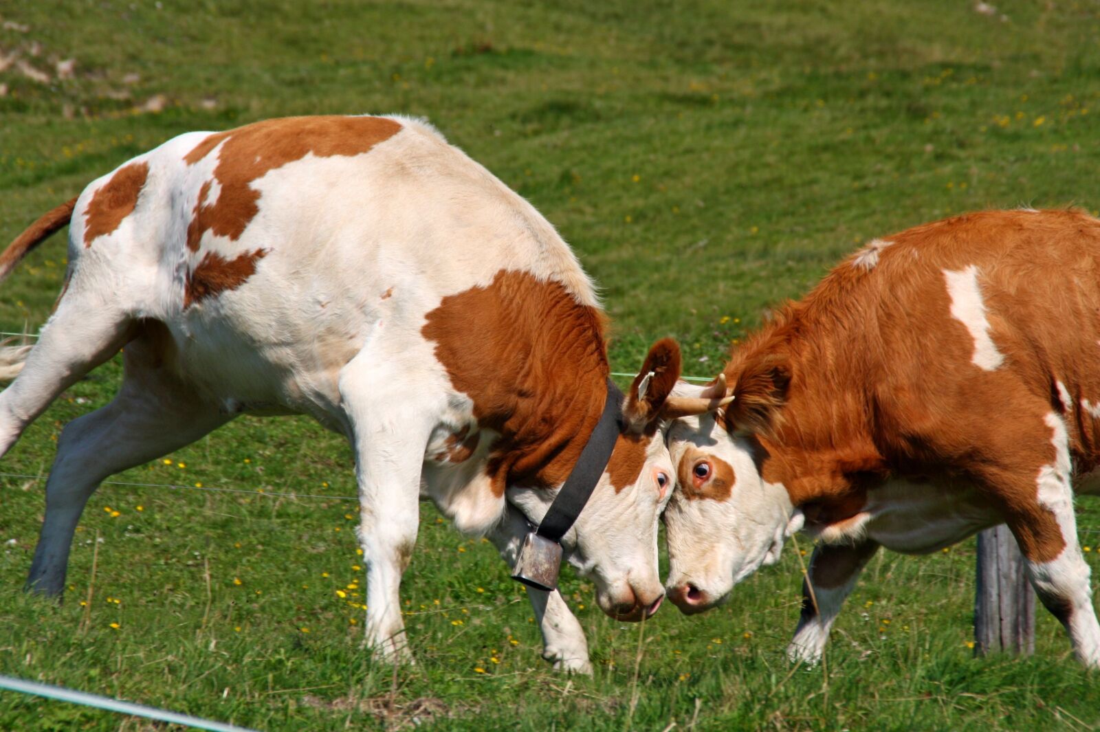 Canon EOS 450D (EOS Rebel XSi / EOS Kiss X2) sample photo. Cow, horns, animal photography