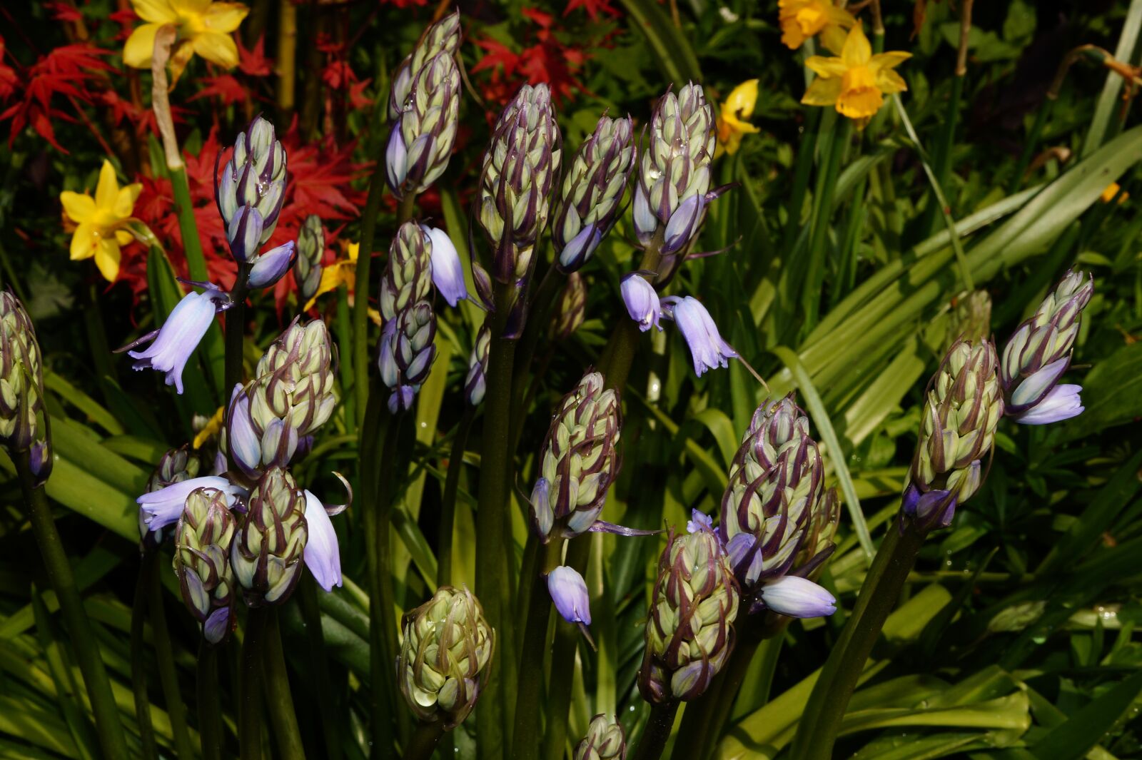 Sony SLT-A58 + Sony DT 30mm F2.8 Macro SAM sample photo. Flowers, colorful, wild flowers photography
