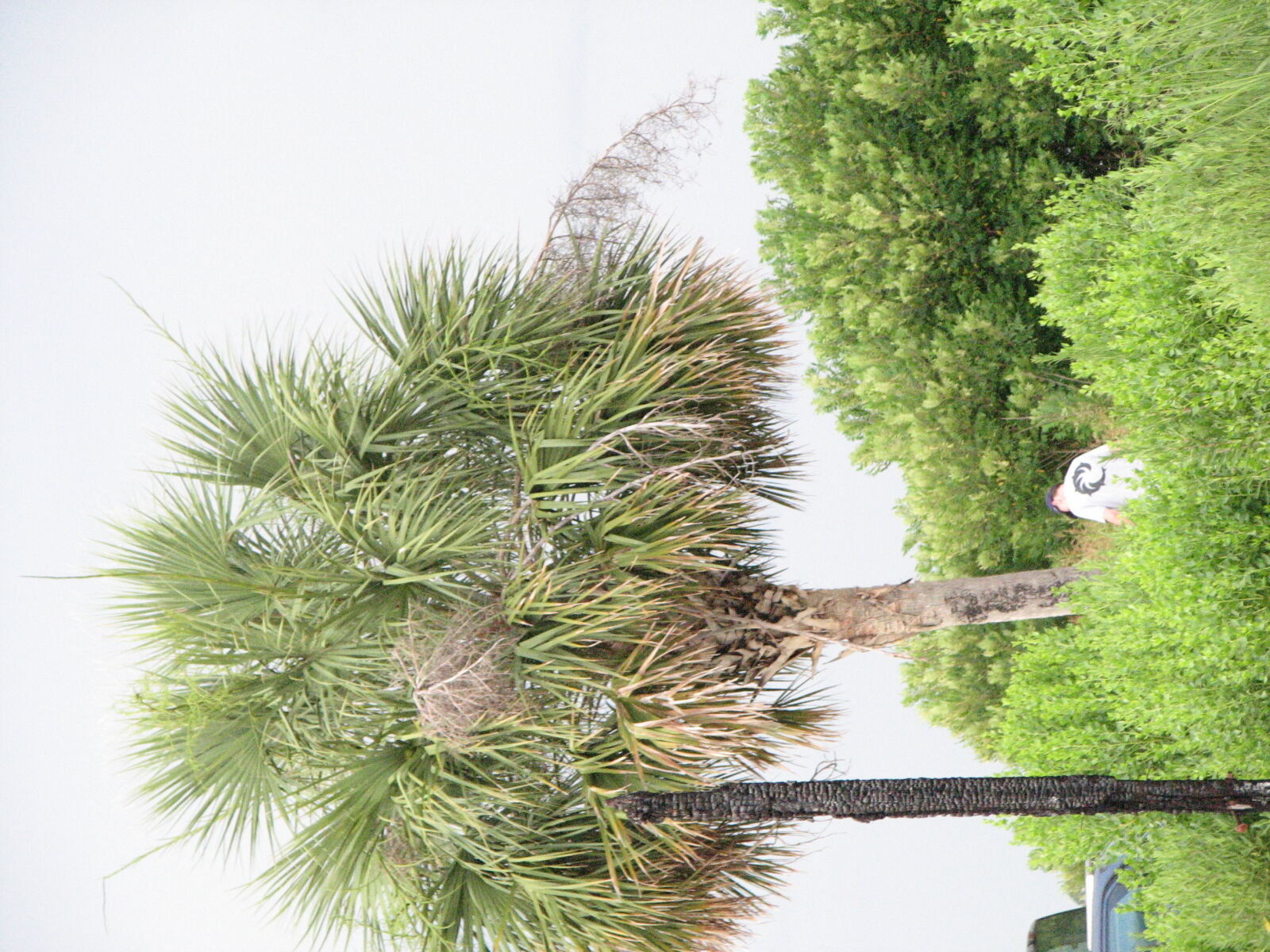 Canon POWERSHOT S3 IS sample photo. Marsh, nature, palm, south photography