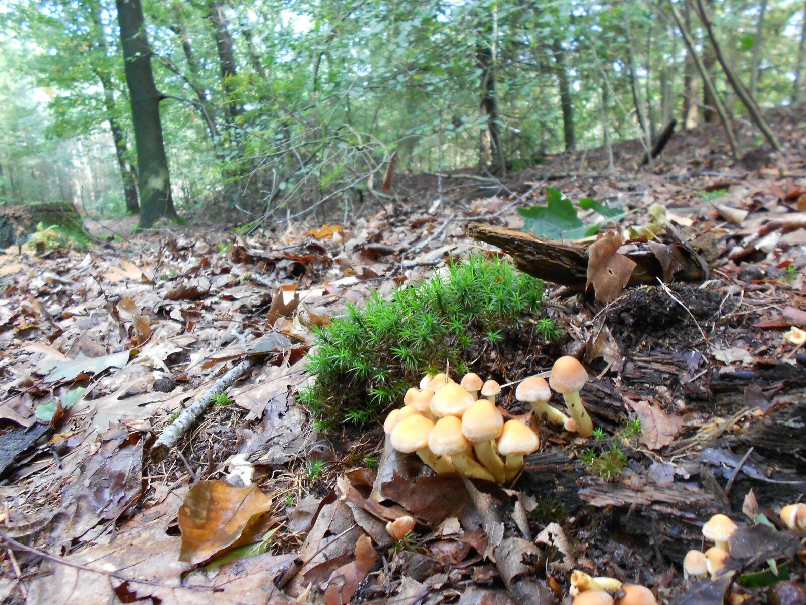 Nikon Coolpix S3100 sample photo. Nature, moss, fungus photography