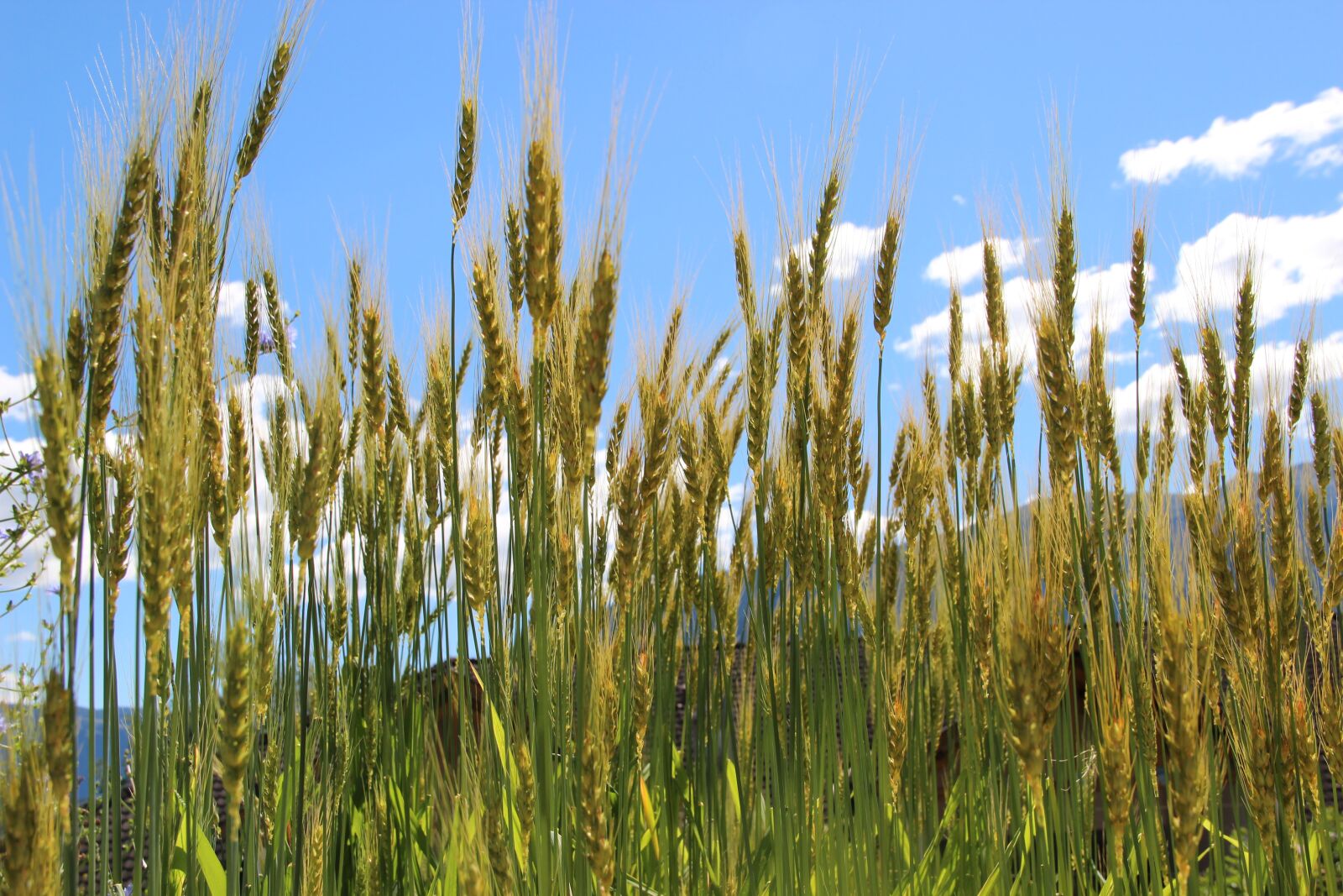 Canon EOS 600D (Rebel EOS T3i / EOS Kiss X5) sample photo. Cereals, wheat, cornfield photography