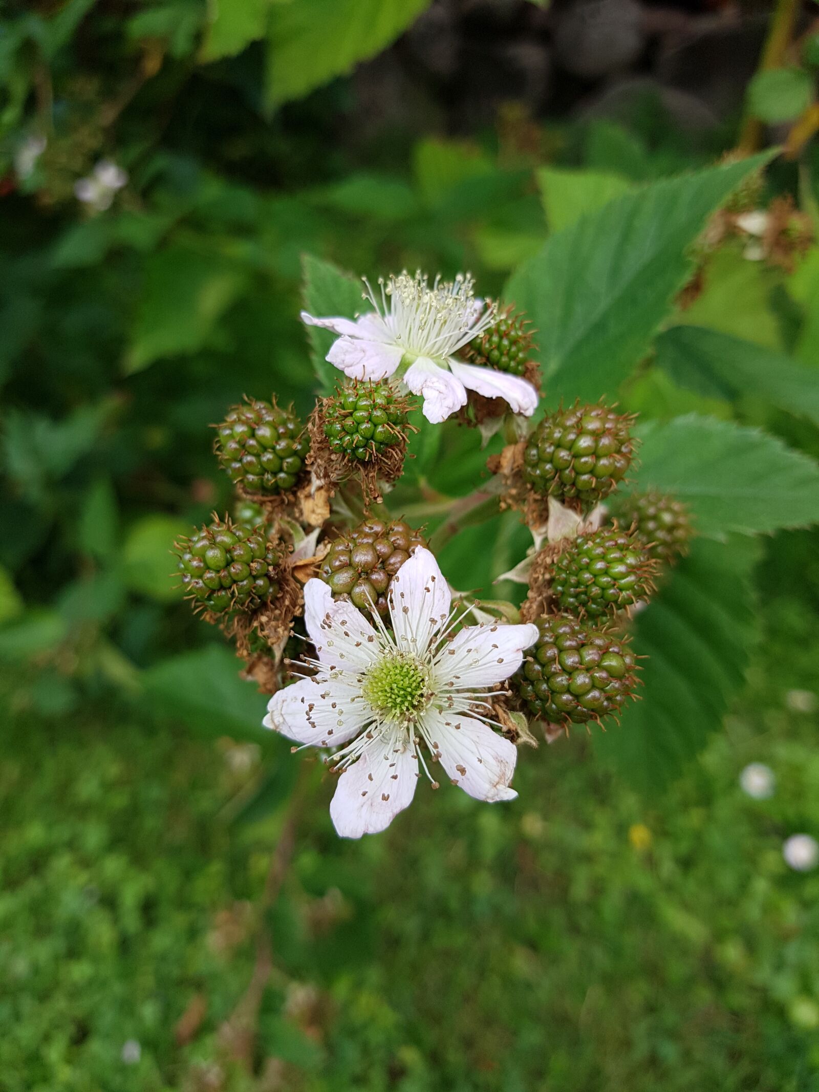 Samsung Galaxy S7 sample photo. Blackberry, harvest time, autumn photography