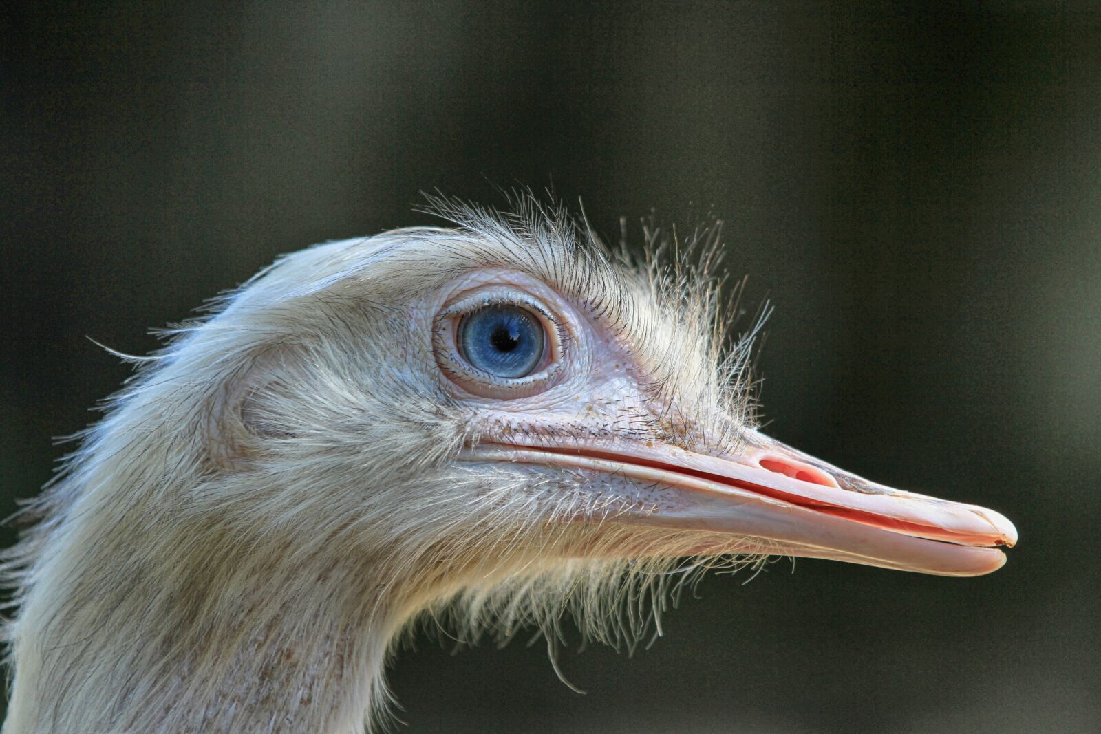 Canon EOS 7D + Canon EF 70-200mm F2.8L IS II USM sample photo. Ostrich, bird, africa photography