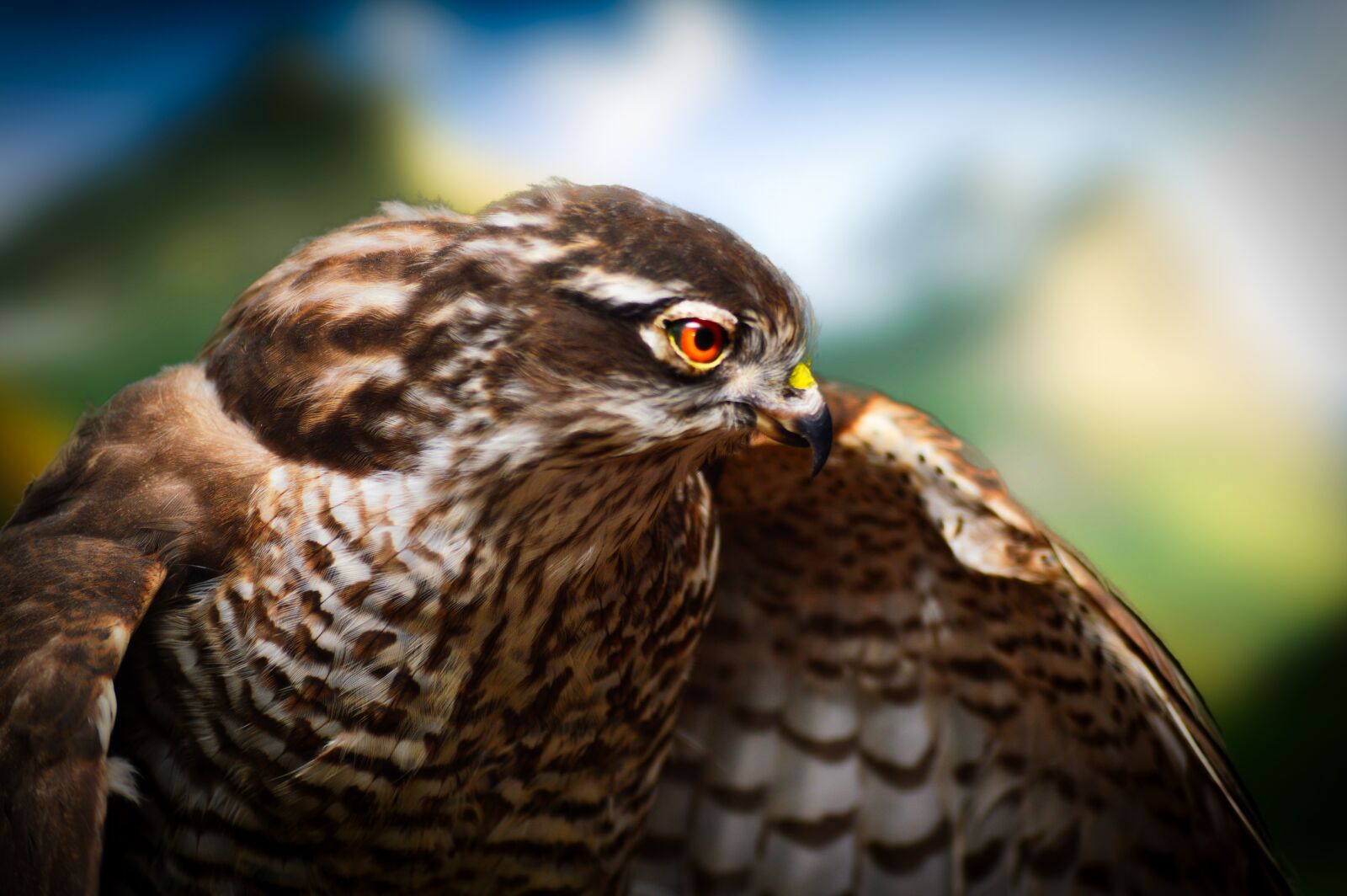 Nikon D3200 sample photo. Bird, wildlife, feather photography