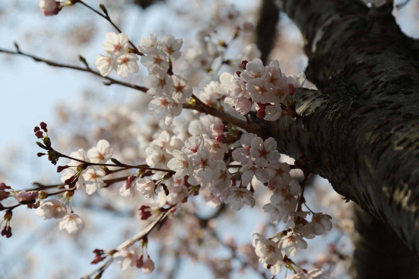 Canon EOS 6D + Canon EF 24-105mm F4L IS USM sample photo. Wood, nature, quarter photography