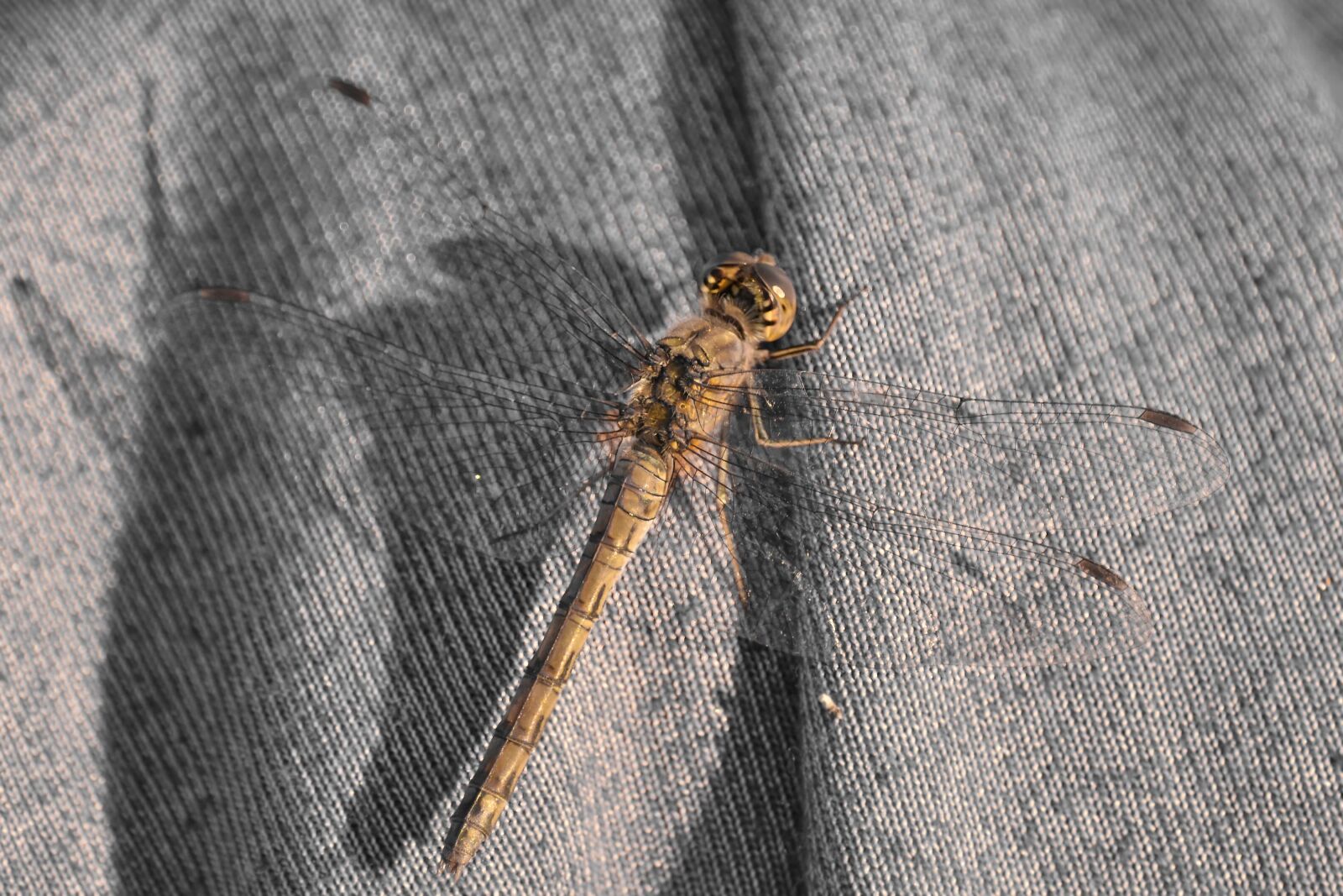 Nikon D5500 sample photo. Canvas, dragonfly, insect, knitwear photography