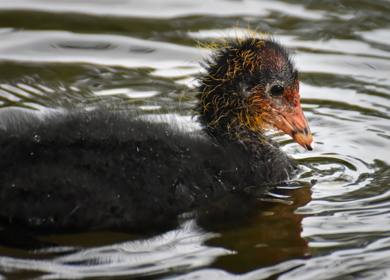 Nikon D7200 sample photo. Coots, chicks, waters photography