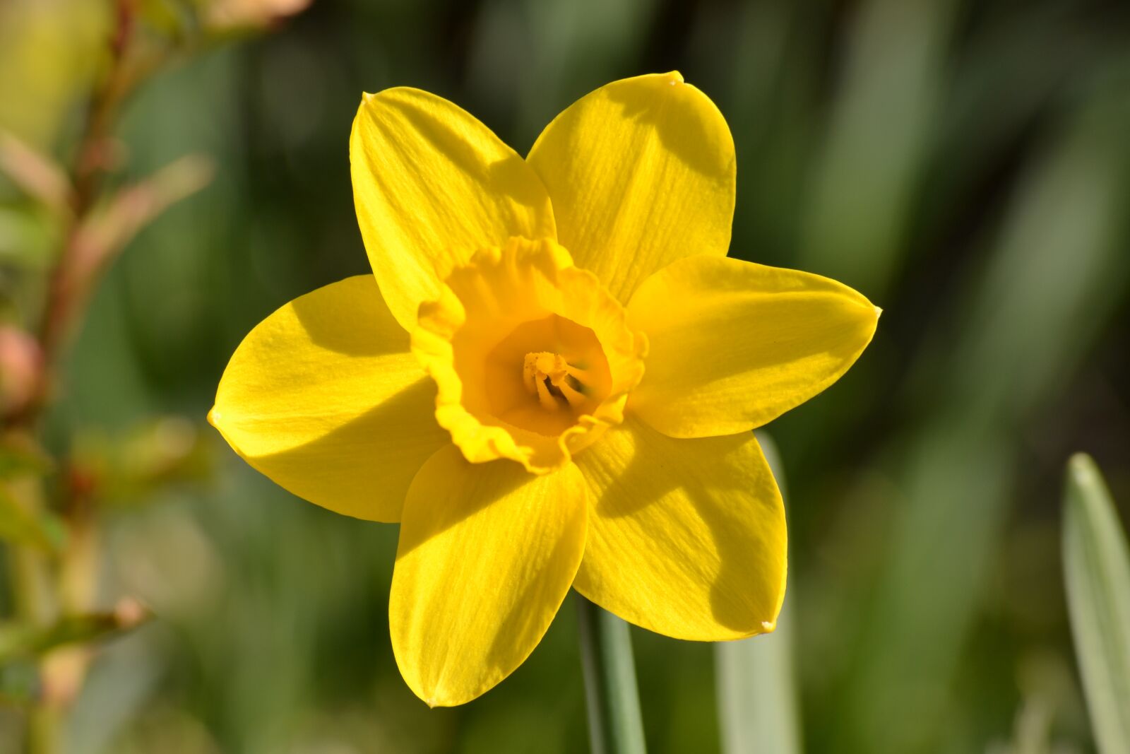 Nikon D3100 sample photo. Daffodil, flower, yellow flower photography