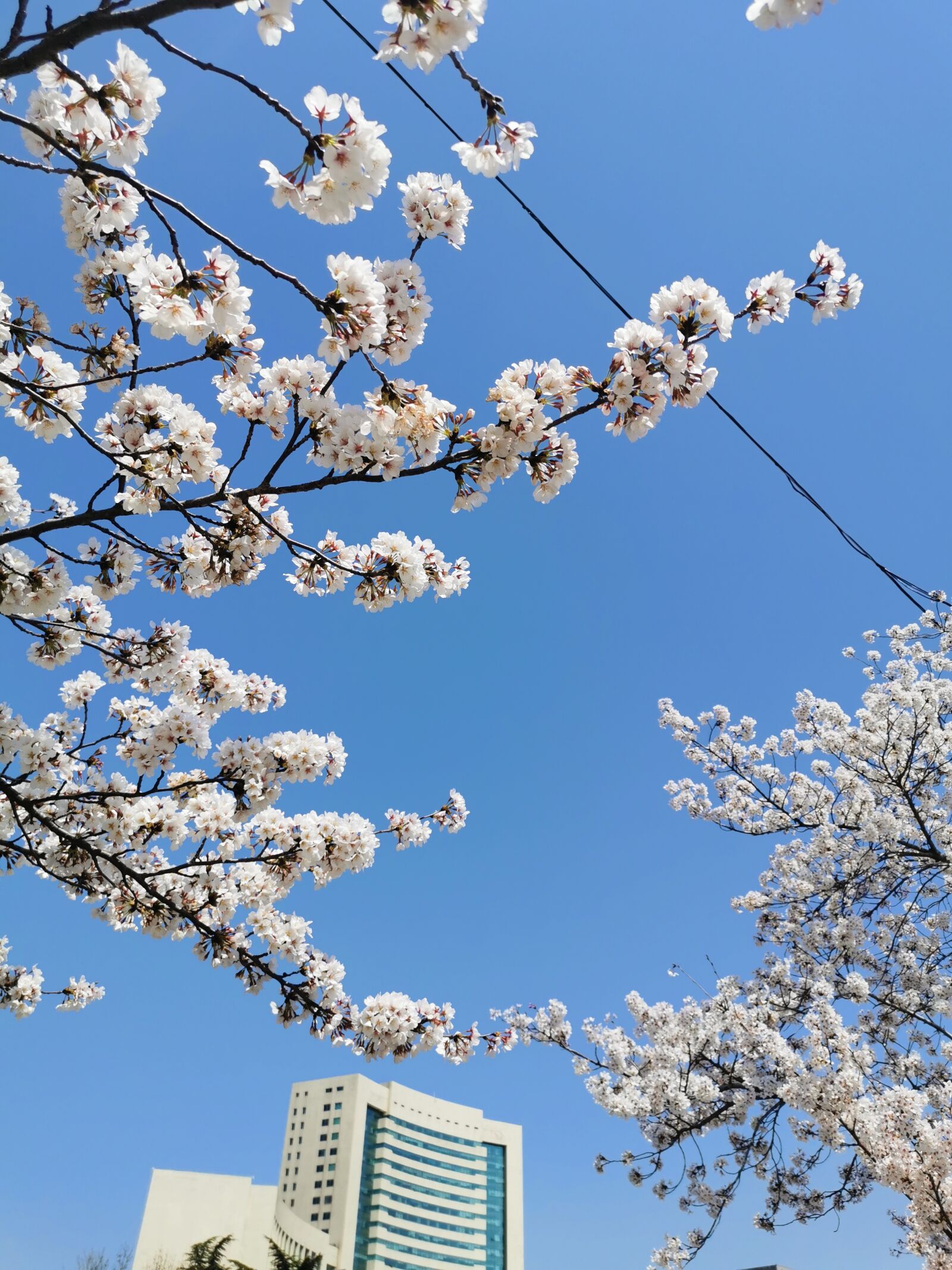 HUAWEI P30 sample photo. Cherry blossoms, sky, nat photography