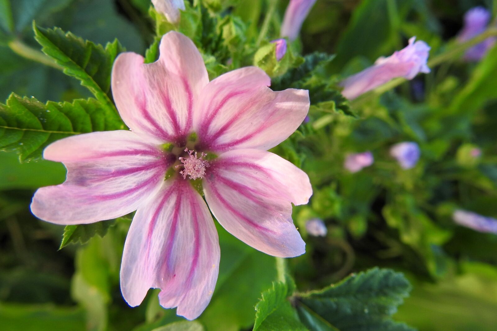 Nikon Coolpix P900 sample photo. Roses-mallow, sigmar herb, pointed photography