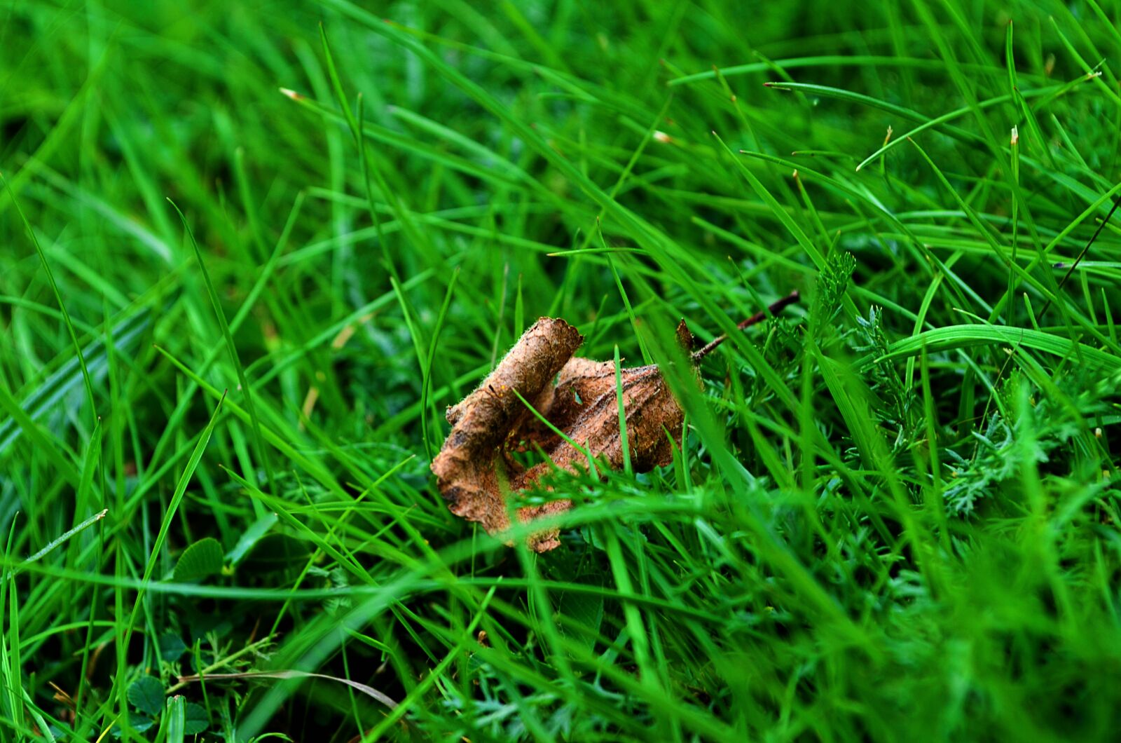 Nikon D5100 sample photo. Nature, grass, sheet photography