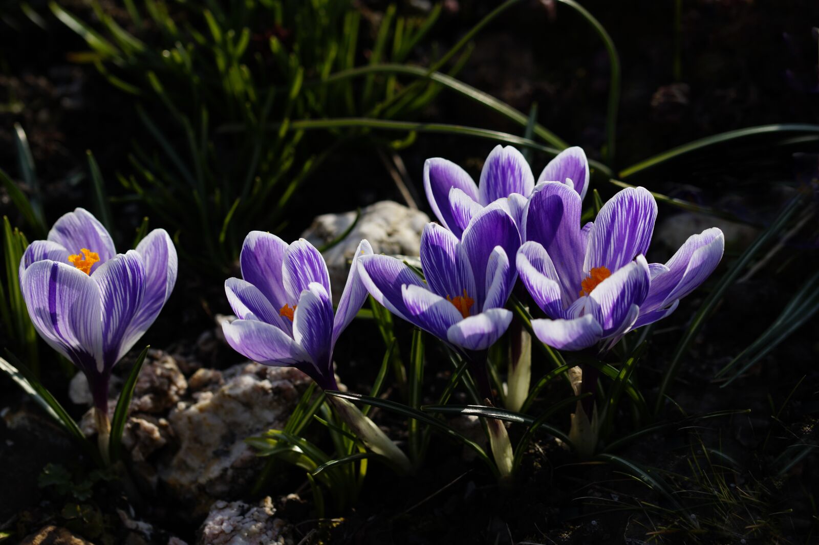 Sony SLT-A58 + 105mm F2.8 sample photo. Crocus, purple, spring flower photography
