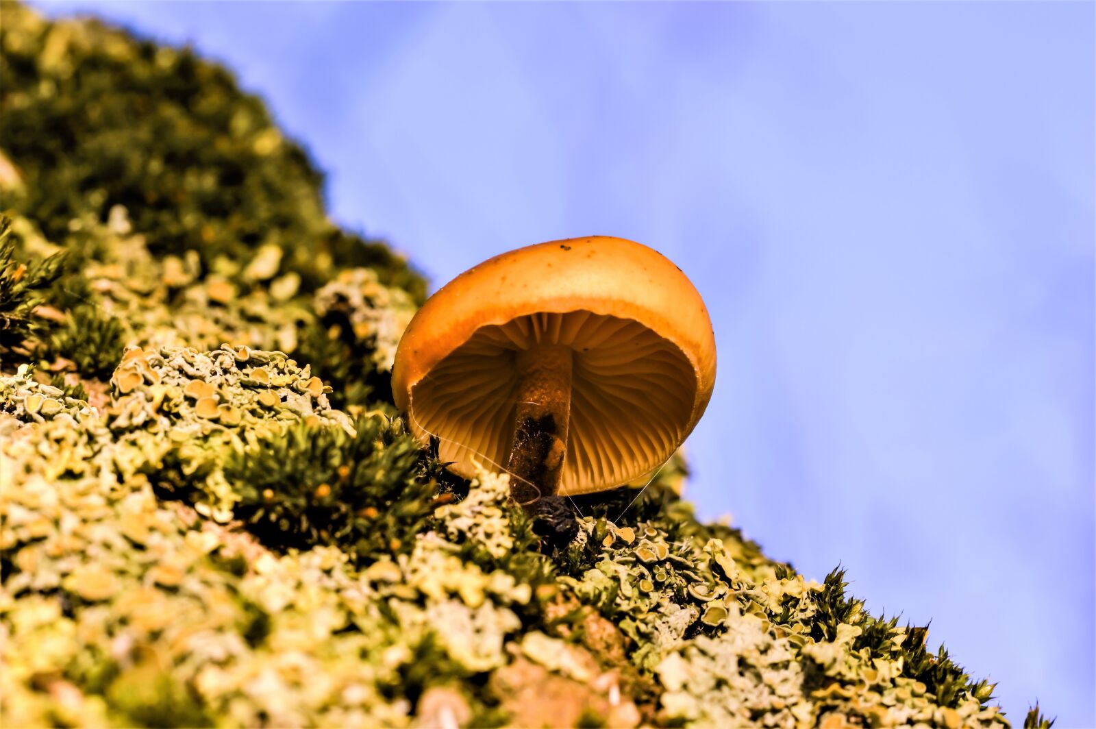 Nikon D3200 sample photo. Mushroom, moss, fungus on photography