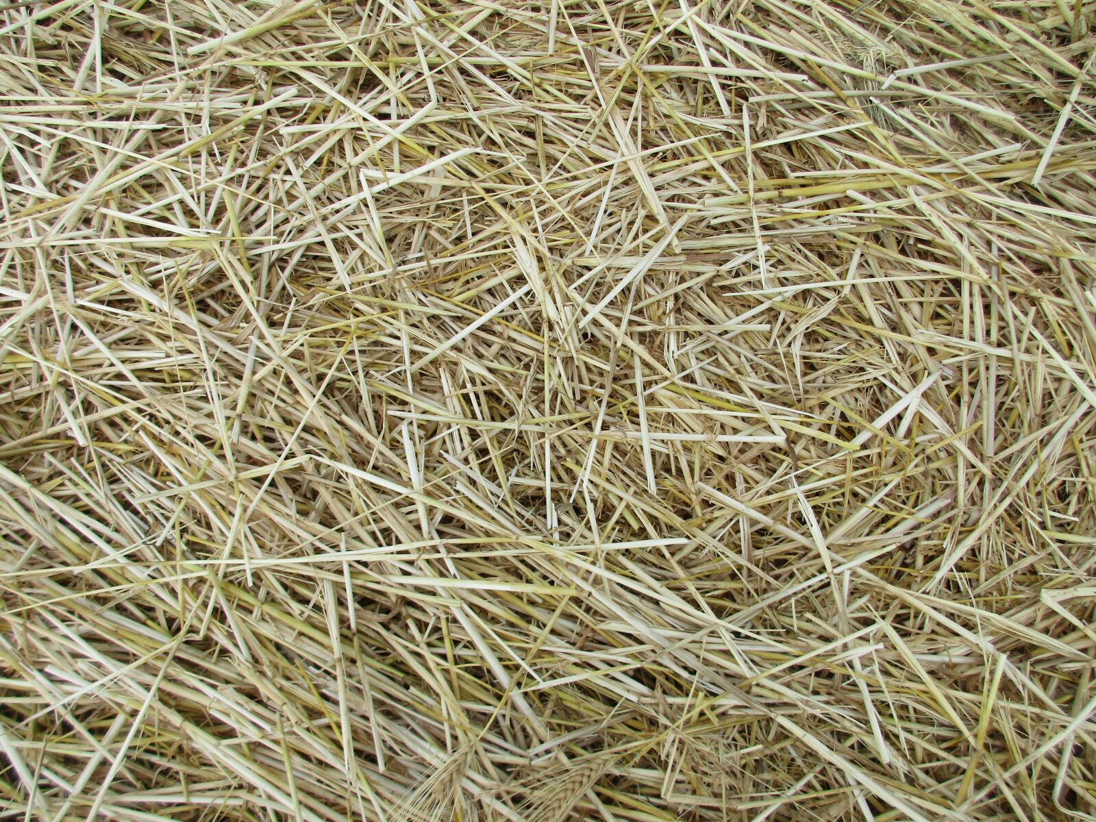 Canon PowerShot ELPH 170 IS (IXUS 170 / IXY 170) sample photo. Straw, texture, agriculture photography