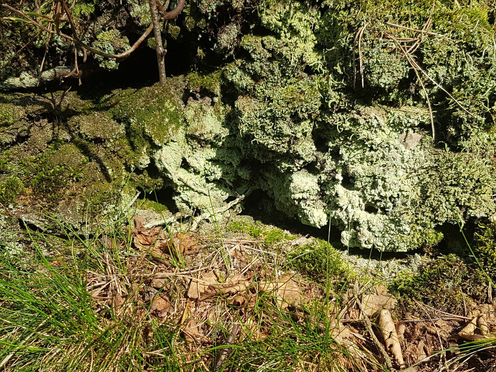 Samsung Galaxy S7 Edge sample photo. Forest, green, moss photography