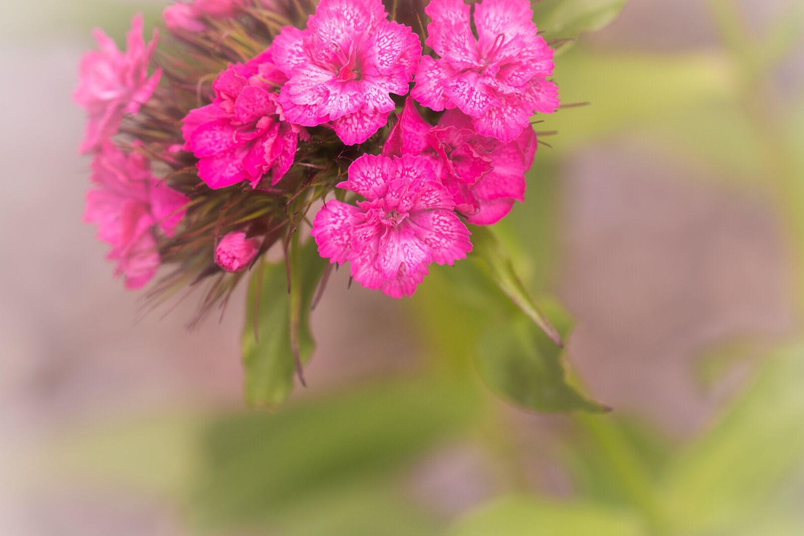 Nikon D7100 sample photo. Flower, pink, blossom photography