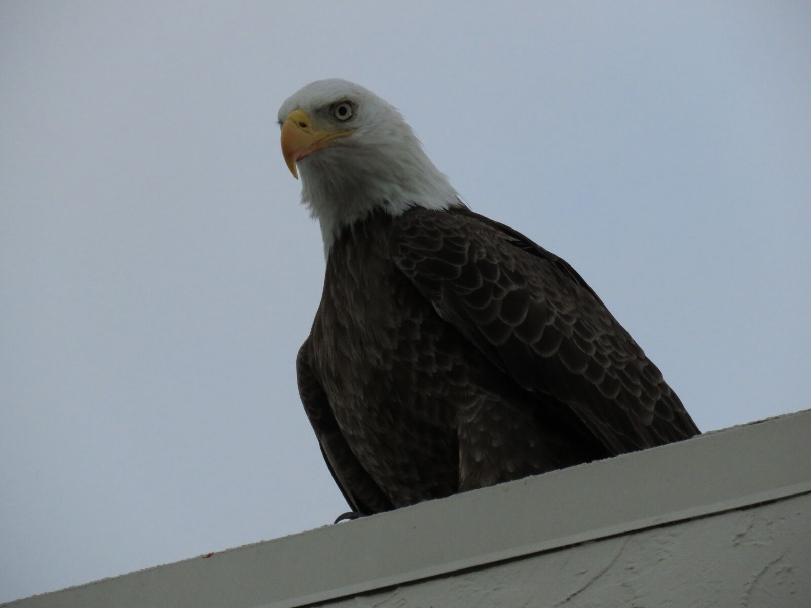 Canon PowerShot SX60 HS sample photo. America's symbol, bald eagle photography