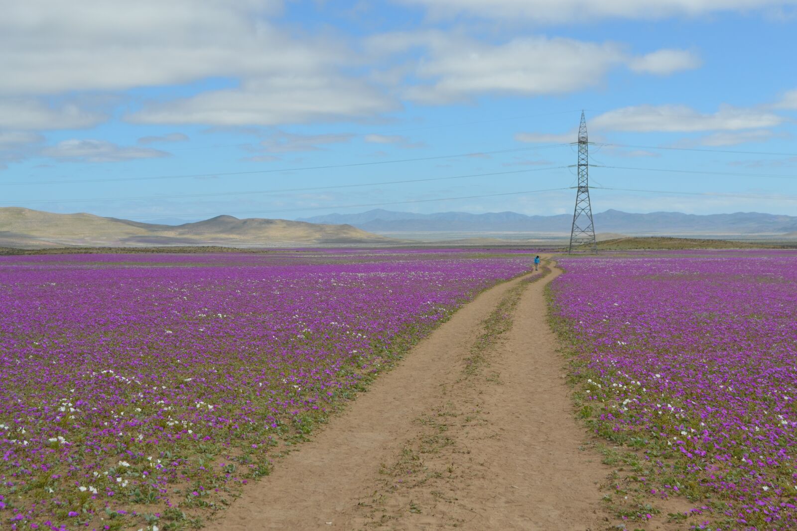 Nikon D3100 sample photo. Desert, blossom, flower photography
