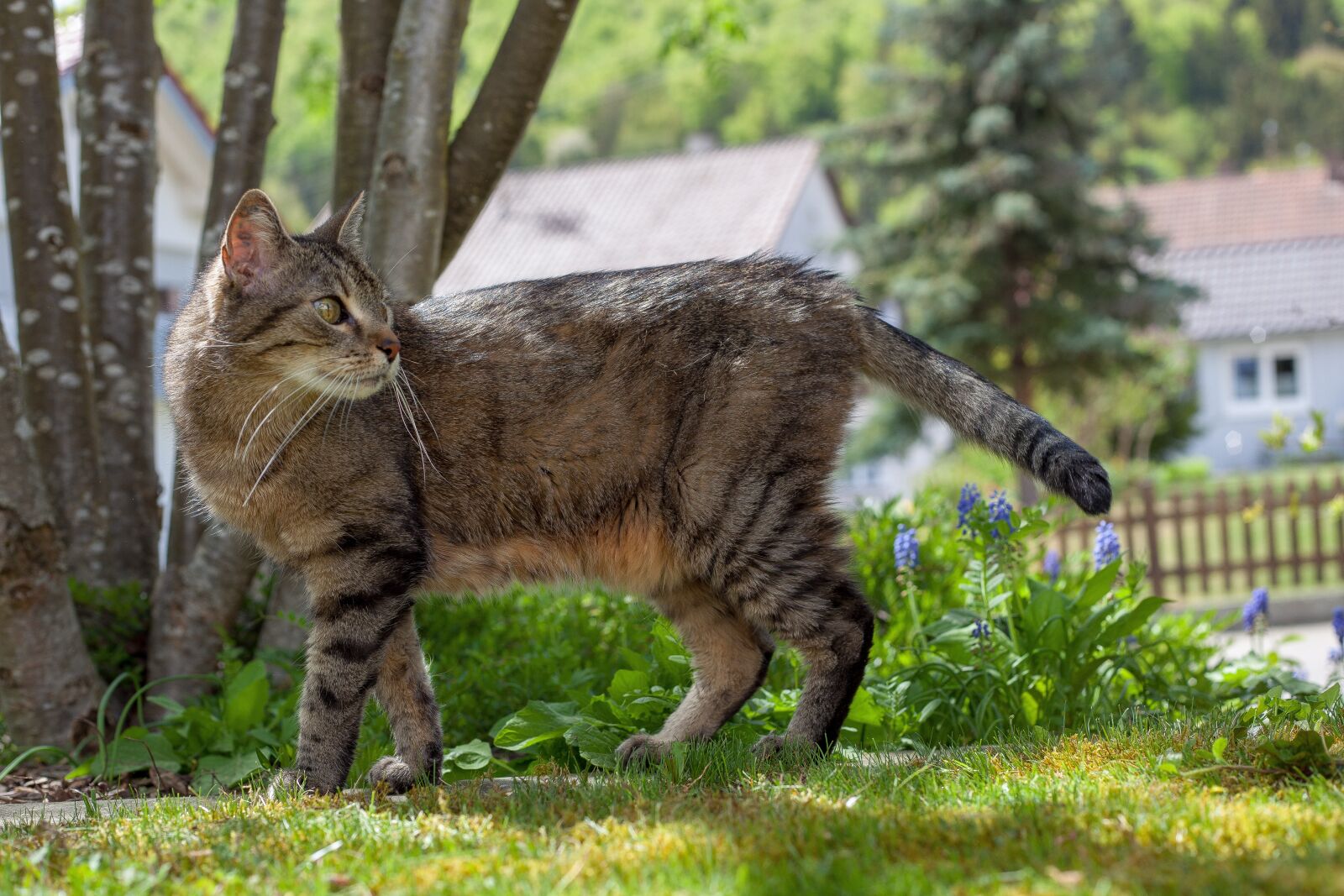 Canon EF 50mm F1.8 II sample photo. Cat, profile, garden photography