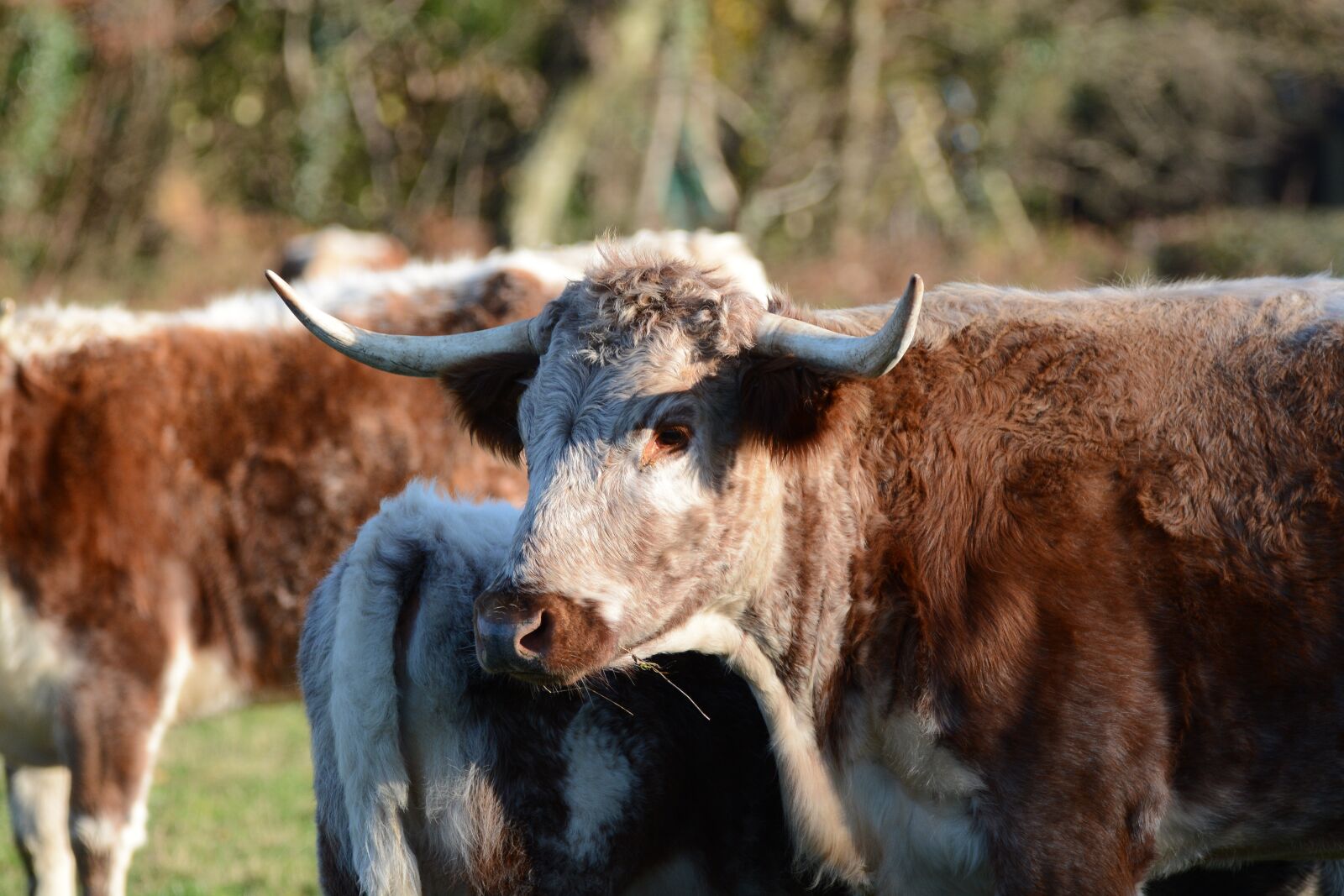 Nikon D7100 sample photo. Cow, bull, cattle photography
