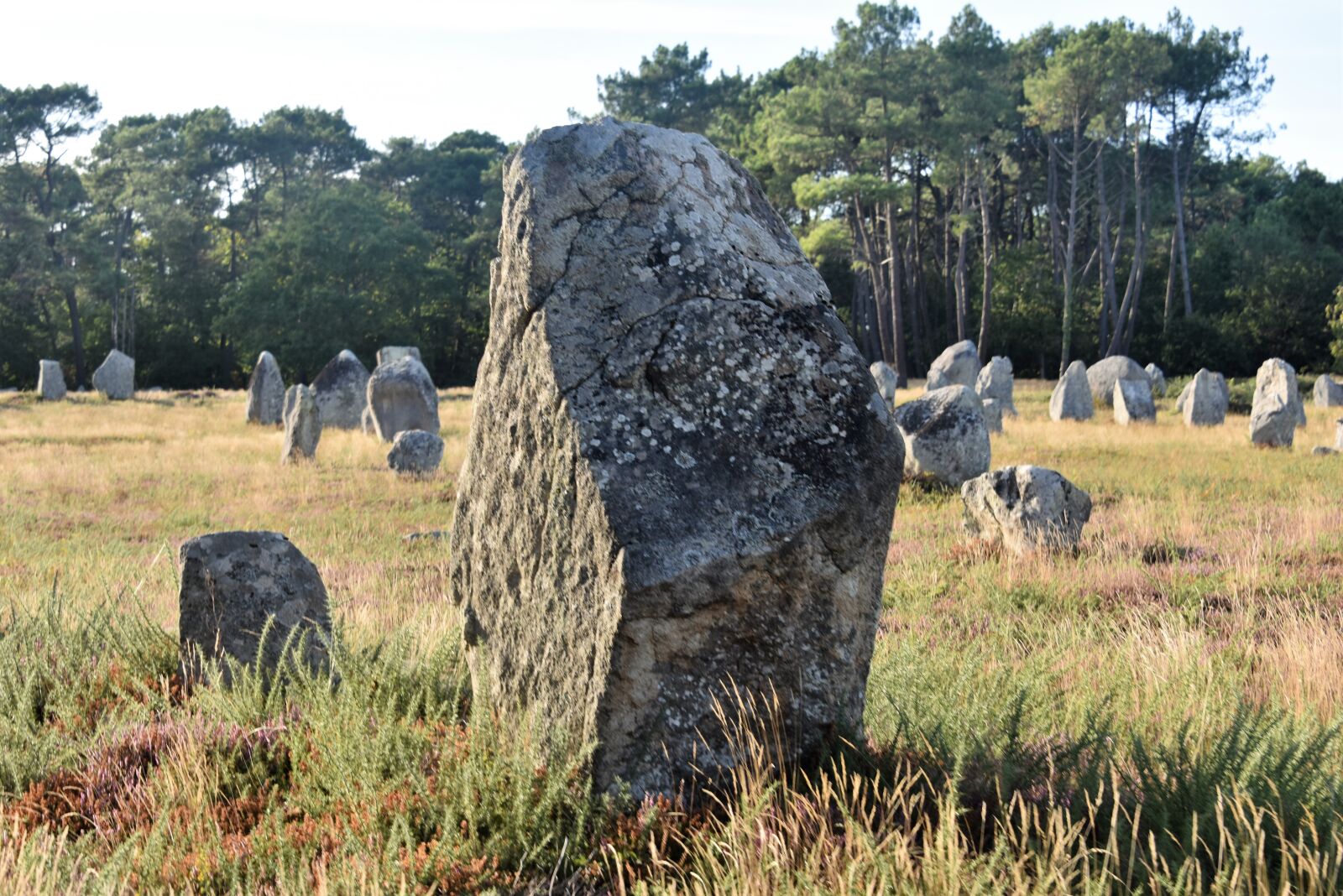 Nikon D810 sample photo. Alignments, carnac, france photography