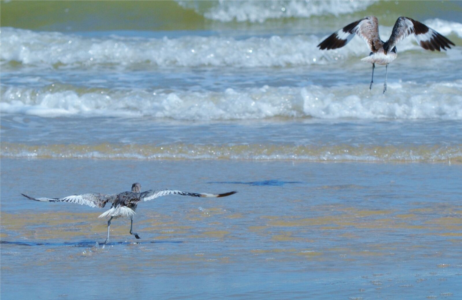 Nikon D3100 sample photo. Water bird, ocean, waves photography