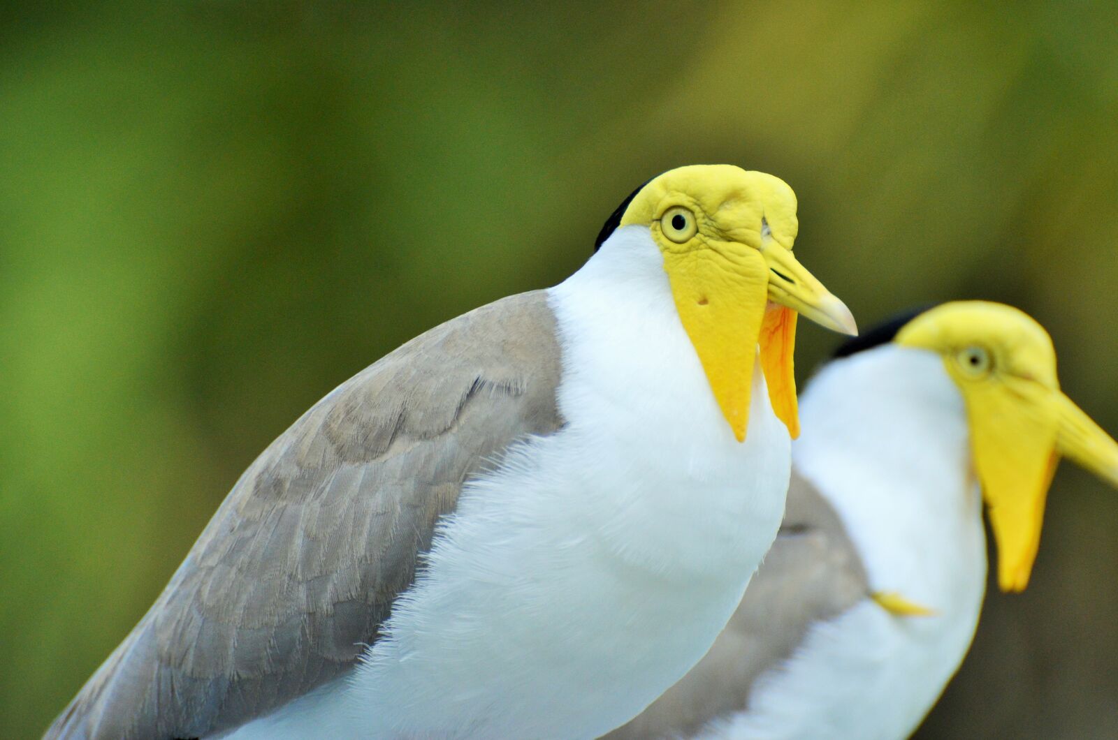 Nikon D5100 sample photo. Lapwing masked australian, vanellus photography
