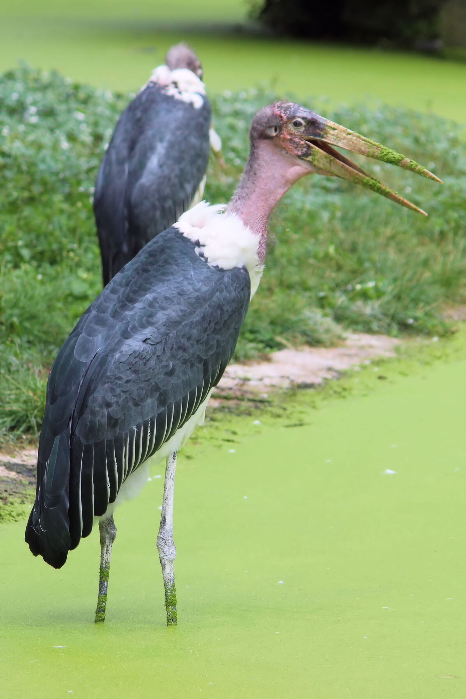 Canon EF-S 55-250mm F4-5.6 IS II sample photo. Marabu, stork, bird photography