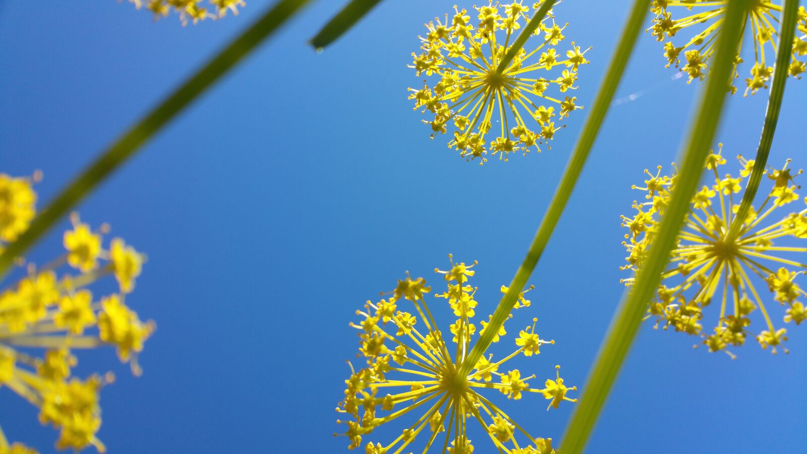 Samsung Galaxy Note4 sample photo. Nature, flowers, plant photography