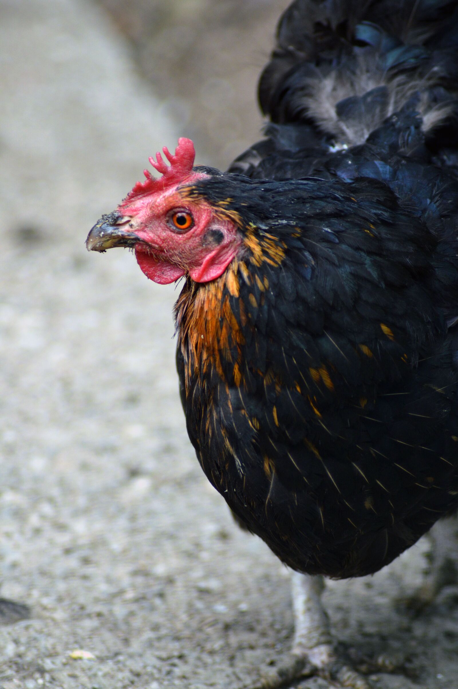 Nikon D3200 sample photo. Hen, farm, bird photography