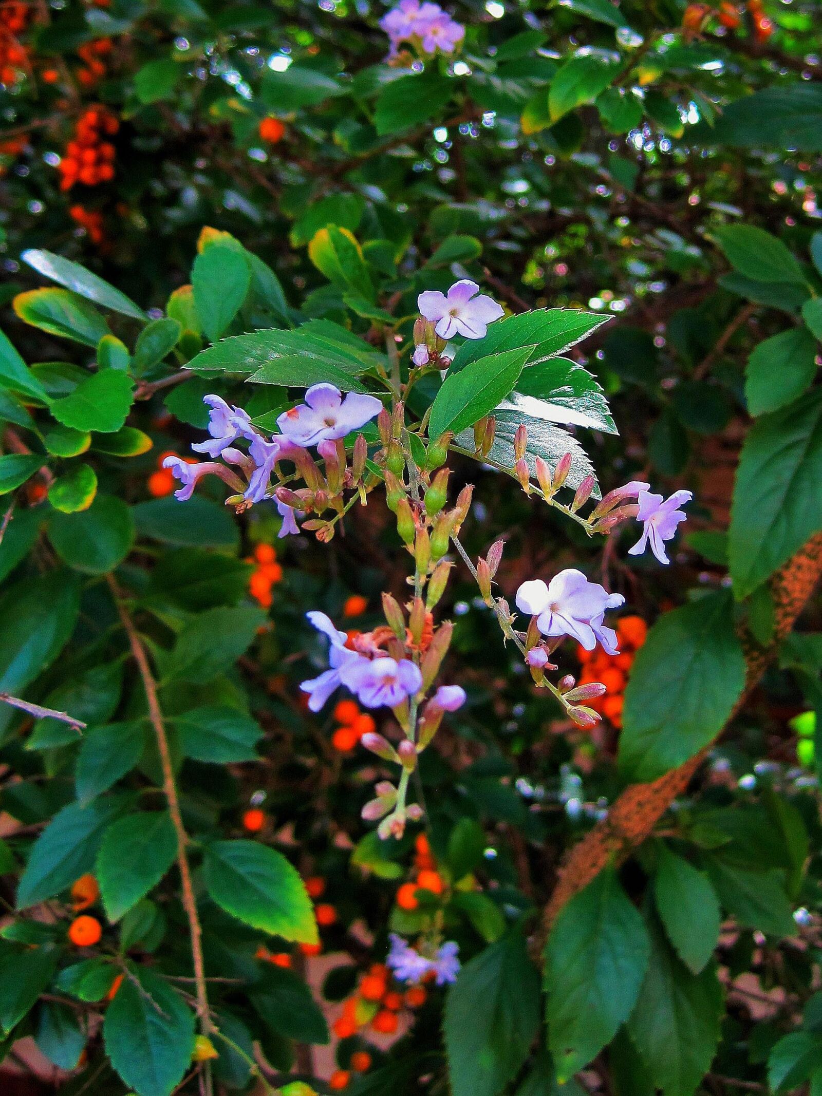 Canon PowerShot SD1200 IS (Digital IXUS 95 IS / IXY Digital 110 IS) sample photo. Duranta tree, tree, bush photography