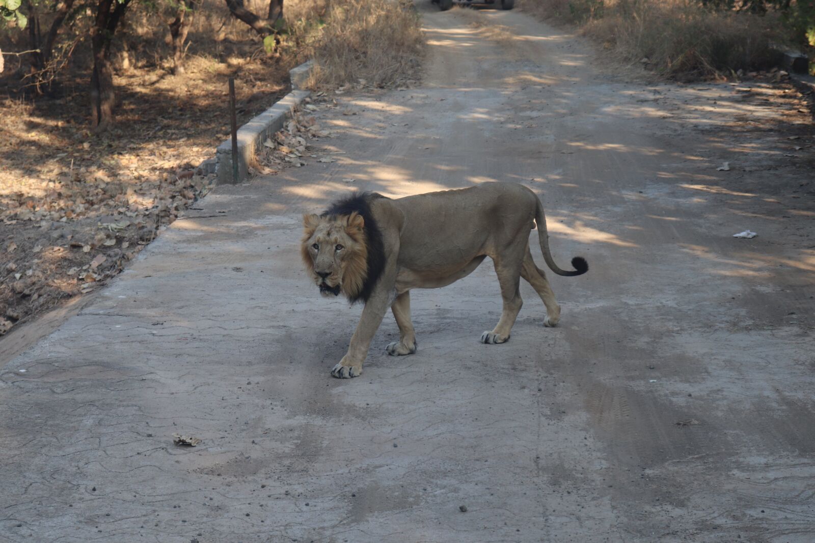 Canon EOS 200D (EOS Rebel SL2 / EOS Kiss X9) sample photo. Indian lion, asian lion photography
