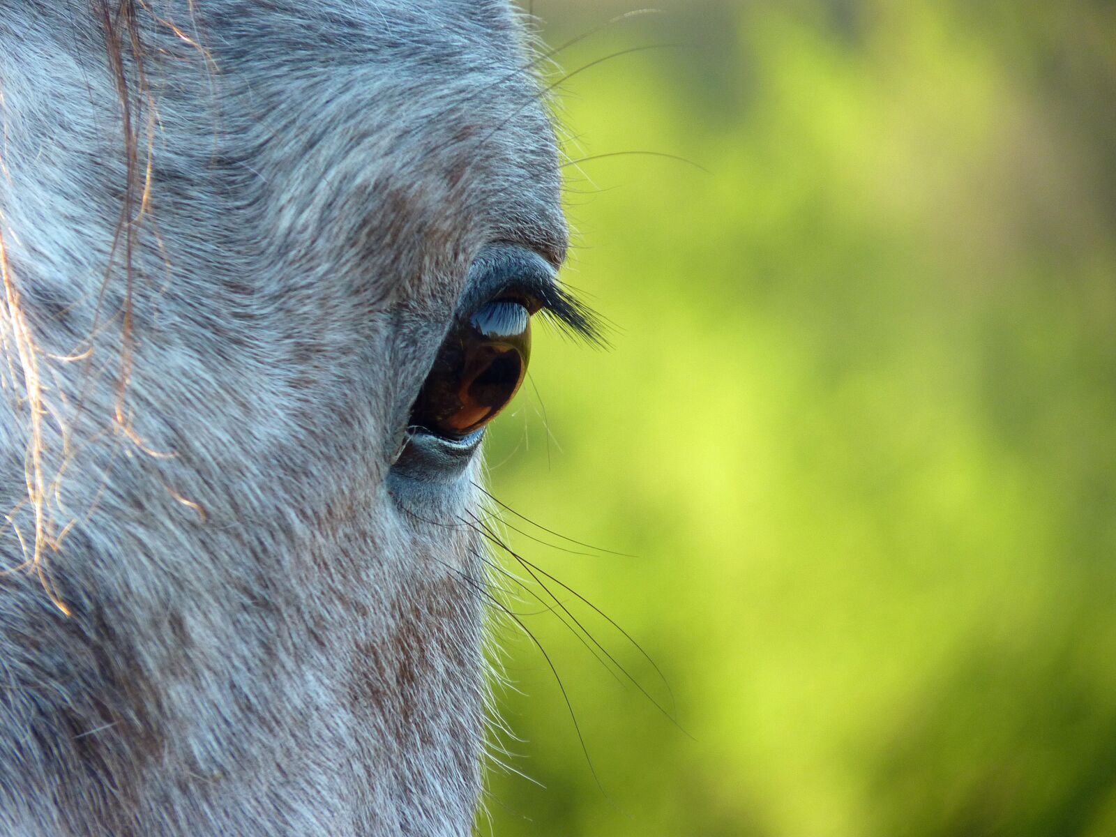 Panasonic Lumix DMC-FZ35 (Lumix DMC-FZ38) sample photo. Horse eye, horse, œil photography