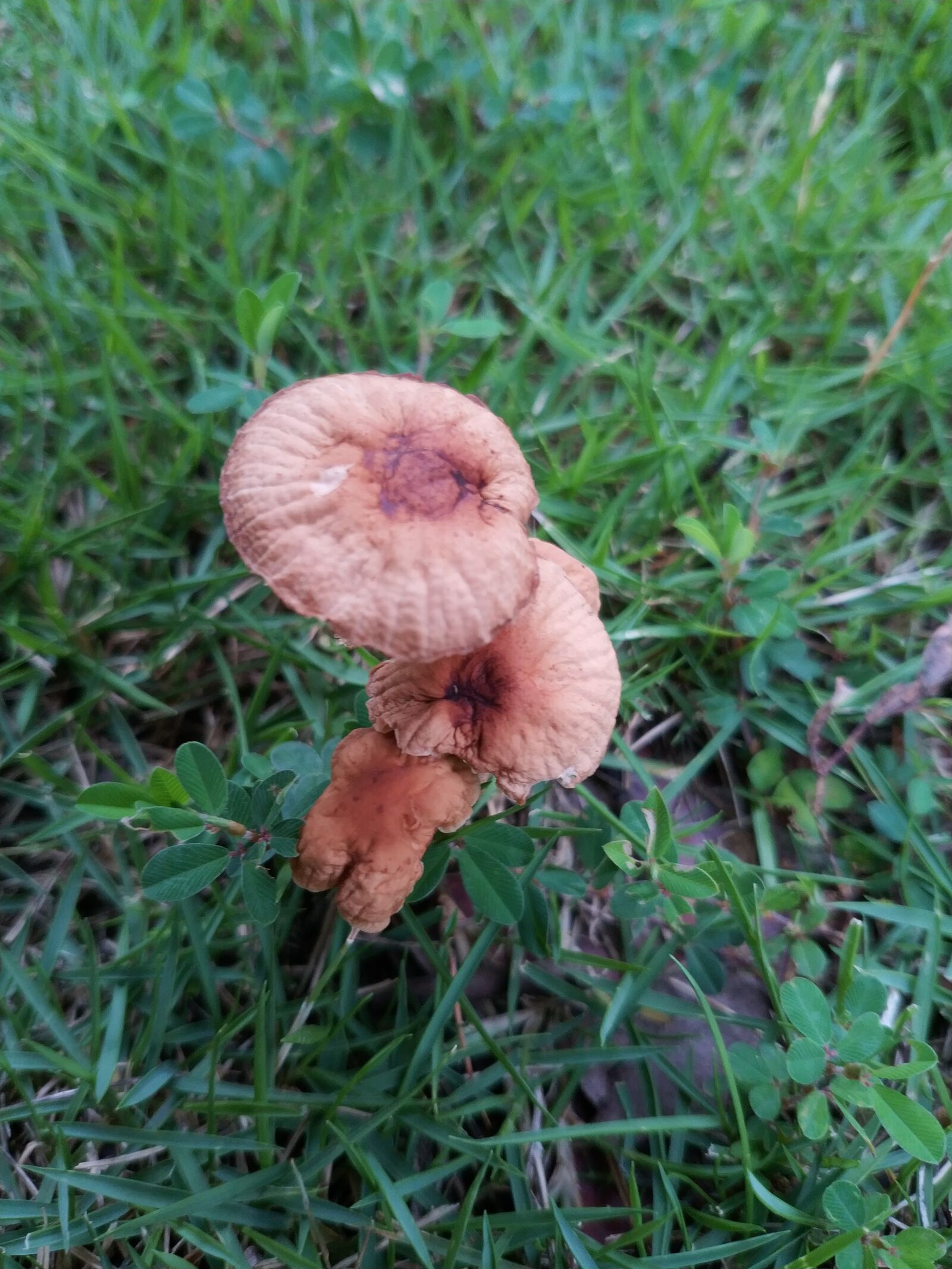 Xiaomi Mi MIX 2 sample photo. Mushroom, grass, green photography