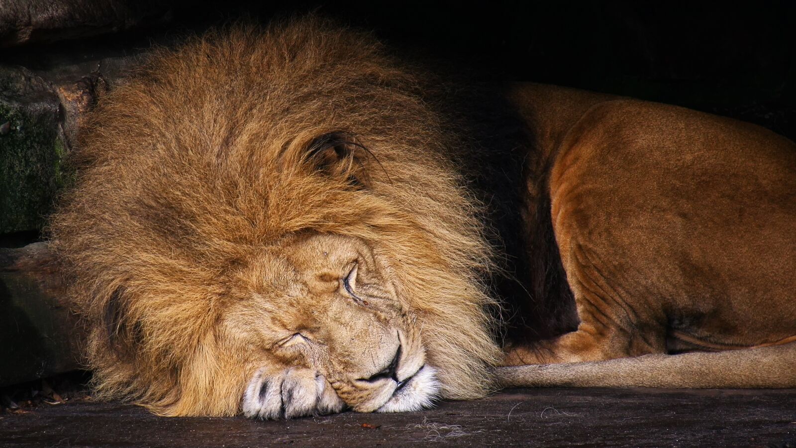 Canon EOS 1000D (EOS Digital Rebel XS / EOS Kiss F) sample photo. Lion, animal, king of photography