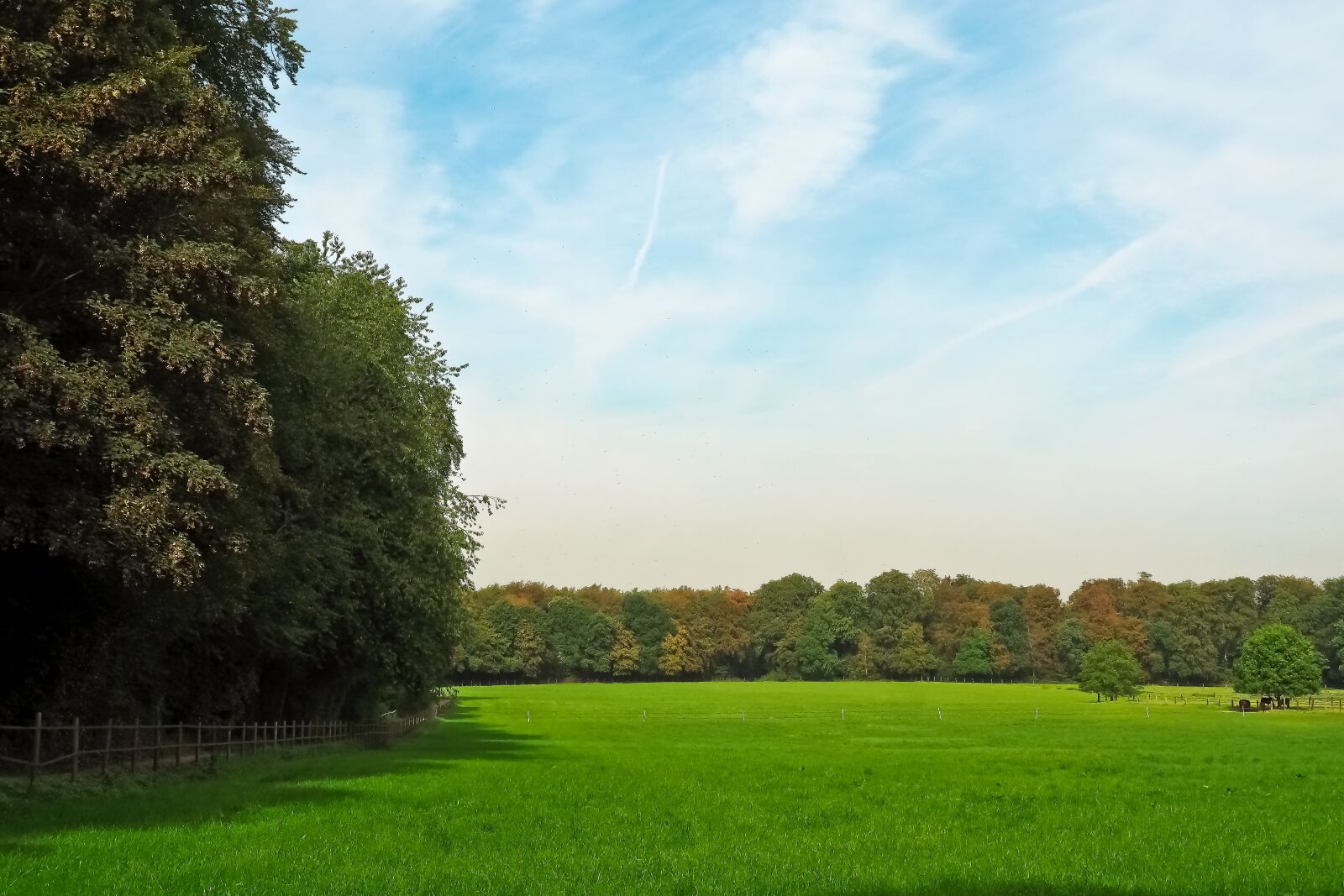 Olympus OM-D E-M10 sample photo. Landscape, nature, forest photography