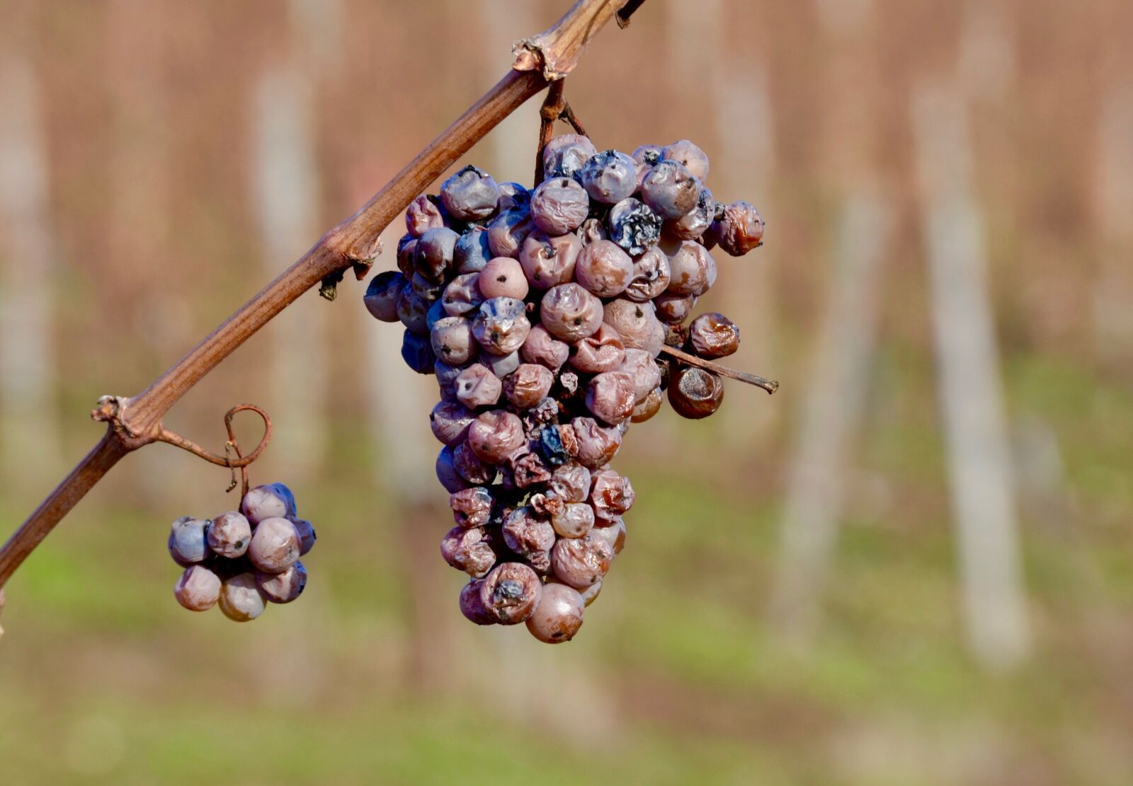 Nikon D5100 sample photo. Wine, grapes, grapevine photography