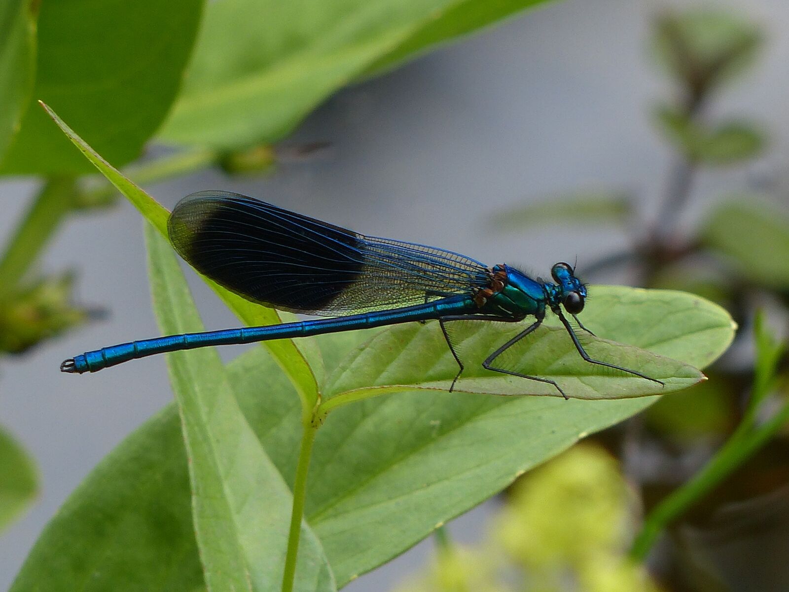 Panasonic Lumix DMC-FZ200 sample photo. Dragonfly, insect, nature photography