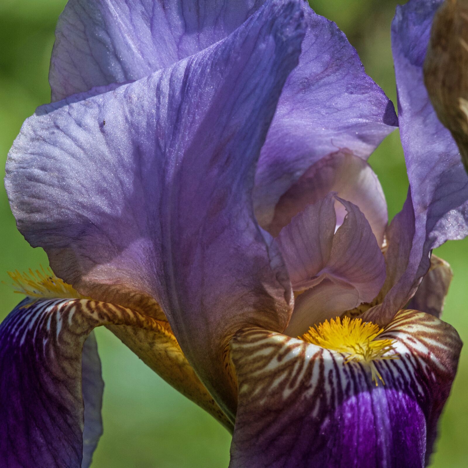 Canon EOS 7D sample photo. Lily, iris, flower photography