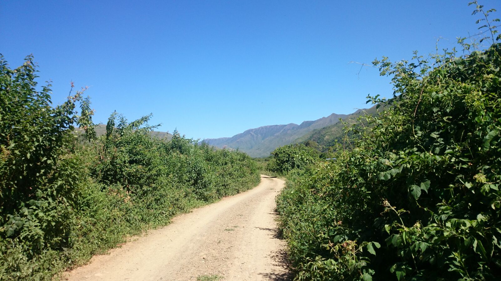 Sony Xperia Z1 sample photo. Senda, bosque, camino photography