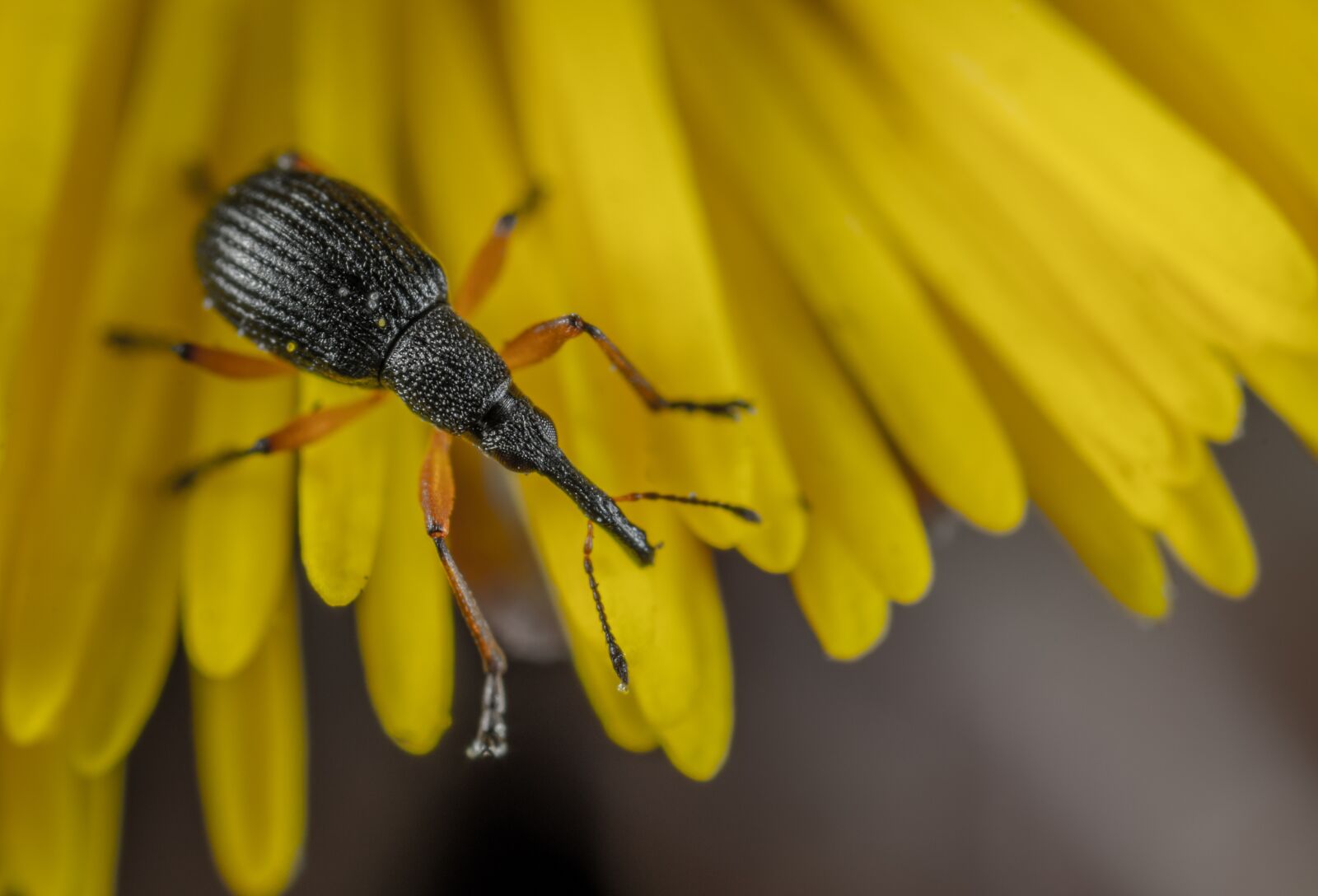 Sony a7R II sample photo. Nature, outdoors, insect photography
