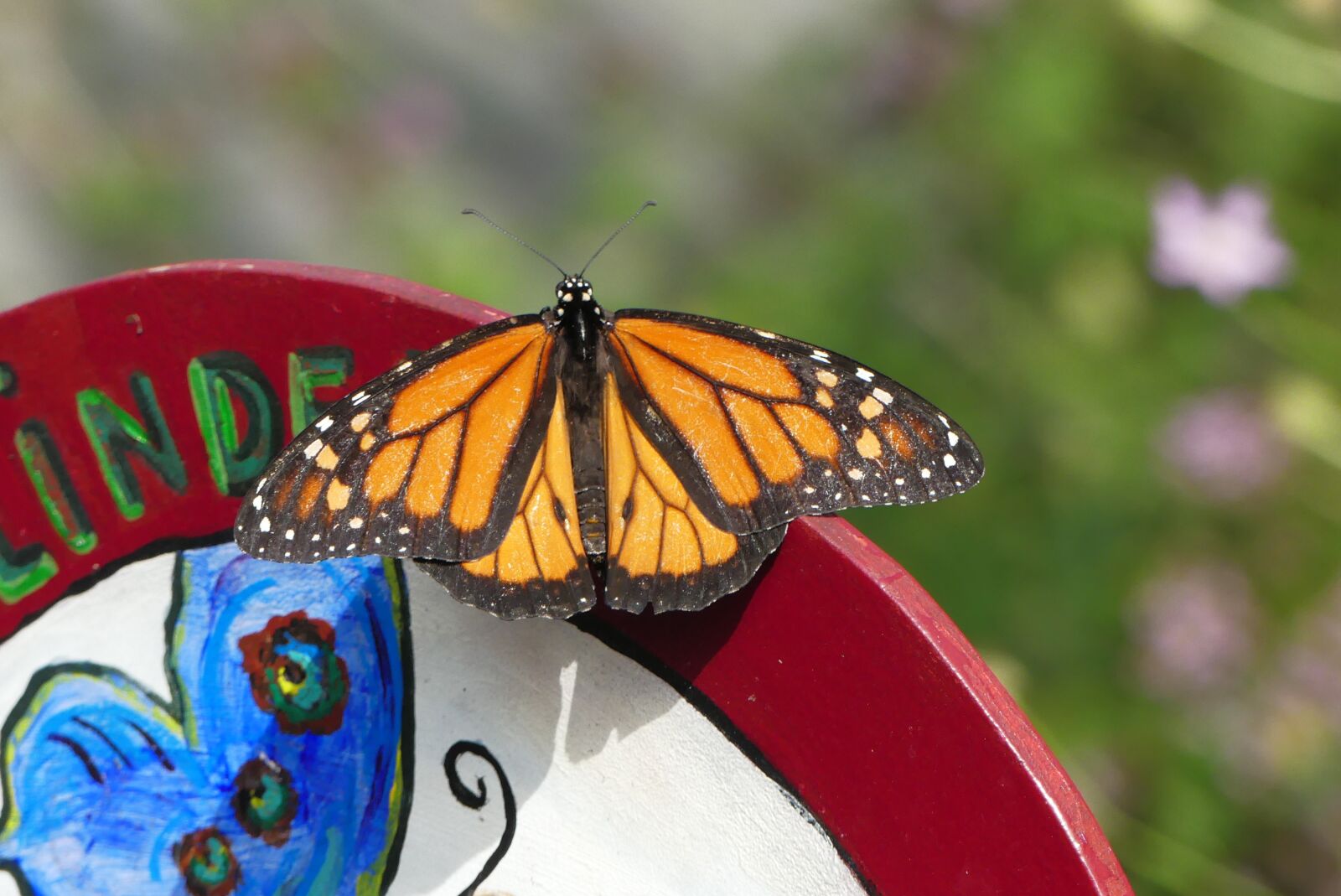 Panasonic Lumix DMC-FZ300 sample photo. Butterfly, wings, bug photography