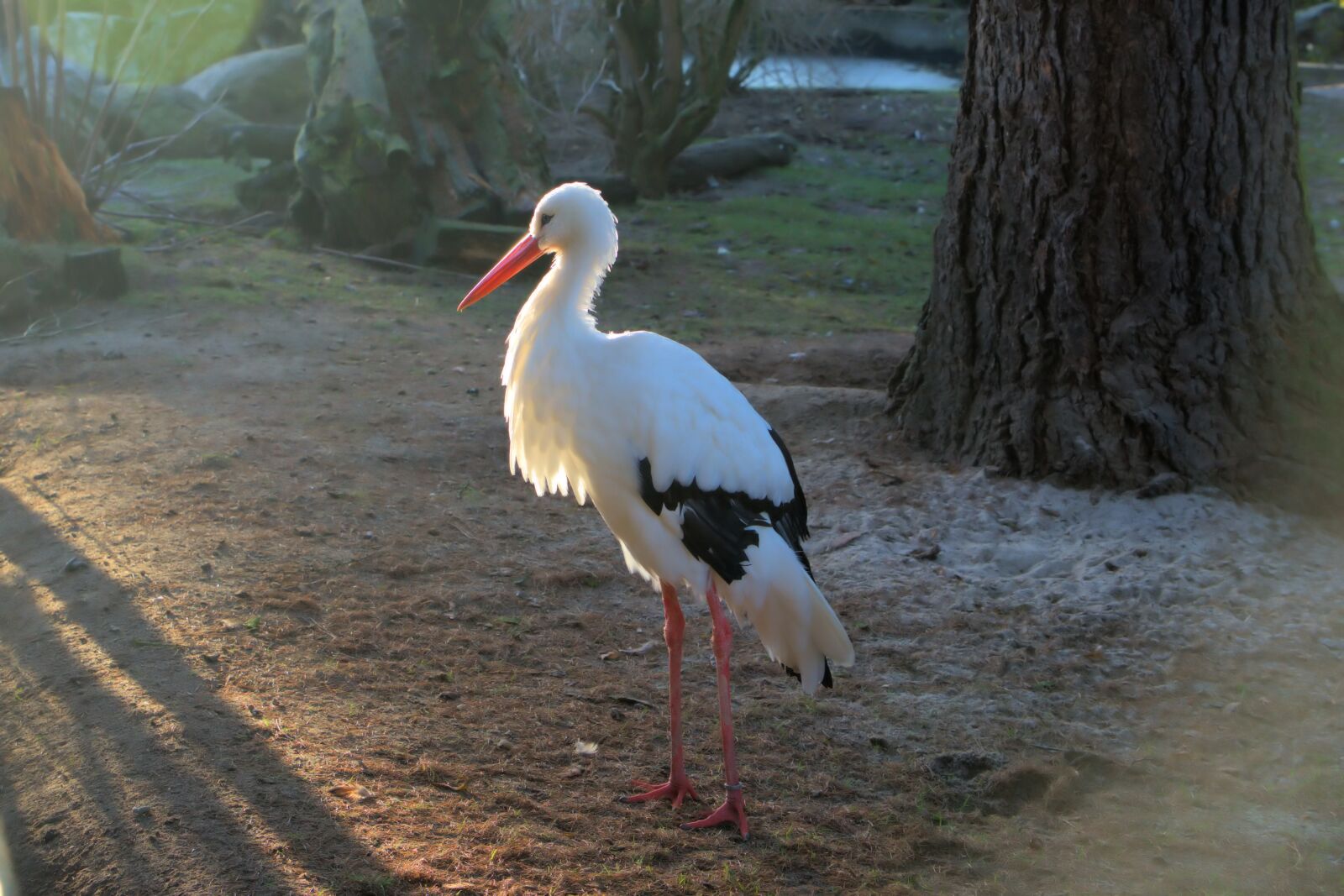 Sony a7 II + Sony Vario Tessar T* FE 24-70mm F4 ZA OSS sample photo. Stork, bird, bill photography